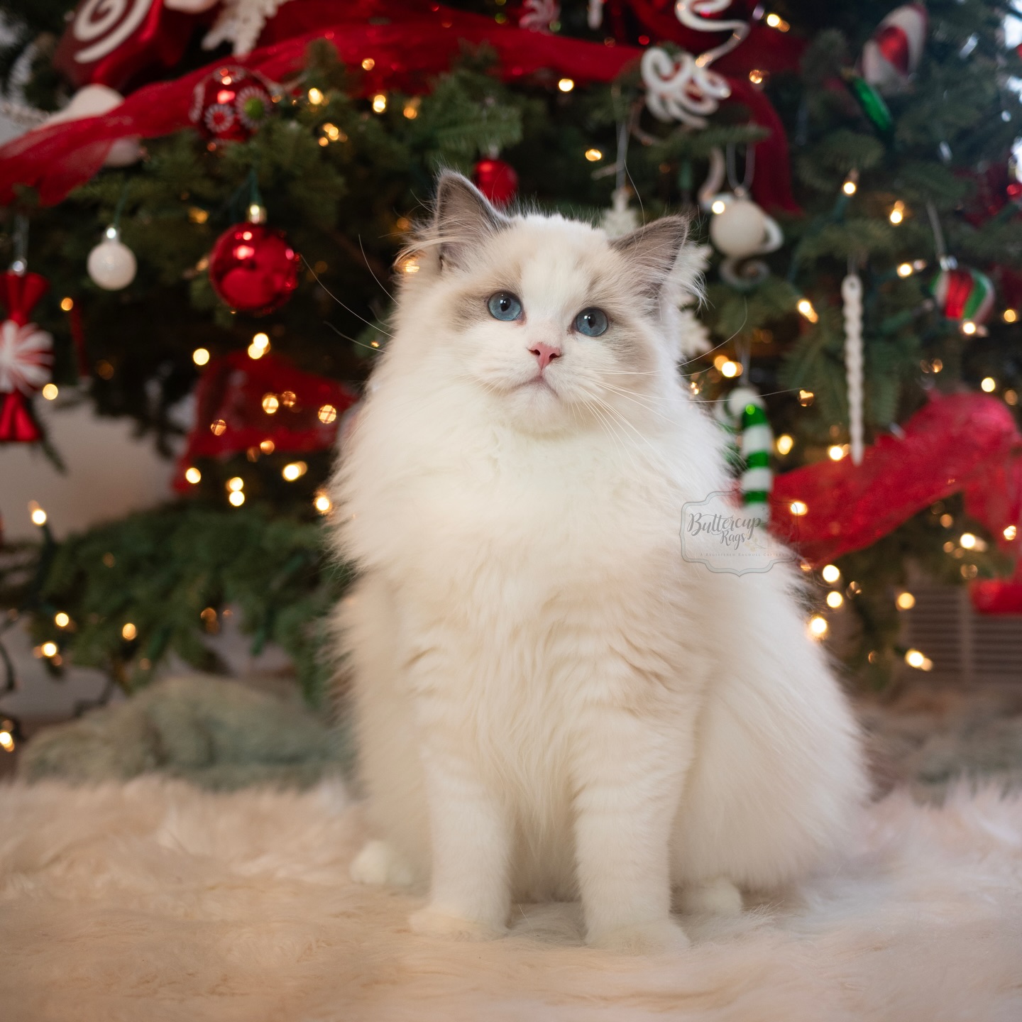 A very exciting addition - we welcomed this boy just in time for Christmas. He is a very loving, very sweet, very warm and affectionate boy, everything that I ever dreamed of. I am looking forward to welcoming his babies later this year. This is Night Wish - a perfect name for a cat that fulfill my Christmas wish.
Thank you @dkborntobemine for this lovely boy, for trusting me, and for working with me through the busy holiday season.
𓋭𓋭𓋭𓋭𓋭𓋭𓋭𓋭𓋭𓋭𓋭𓋭𓋭
Please visit our website for kittens inquiries.
Link in bio.
𓋭𓋭𓋭𓋭𓋭𓋭𓋭𓋭𓋭𓋭𓋭𓋭𓋭
#ragdoll #ragdollcat #ragdollcatlovers #bluebicolor #fluffycat