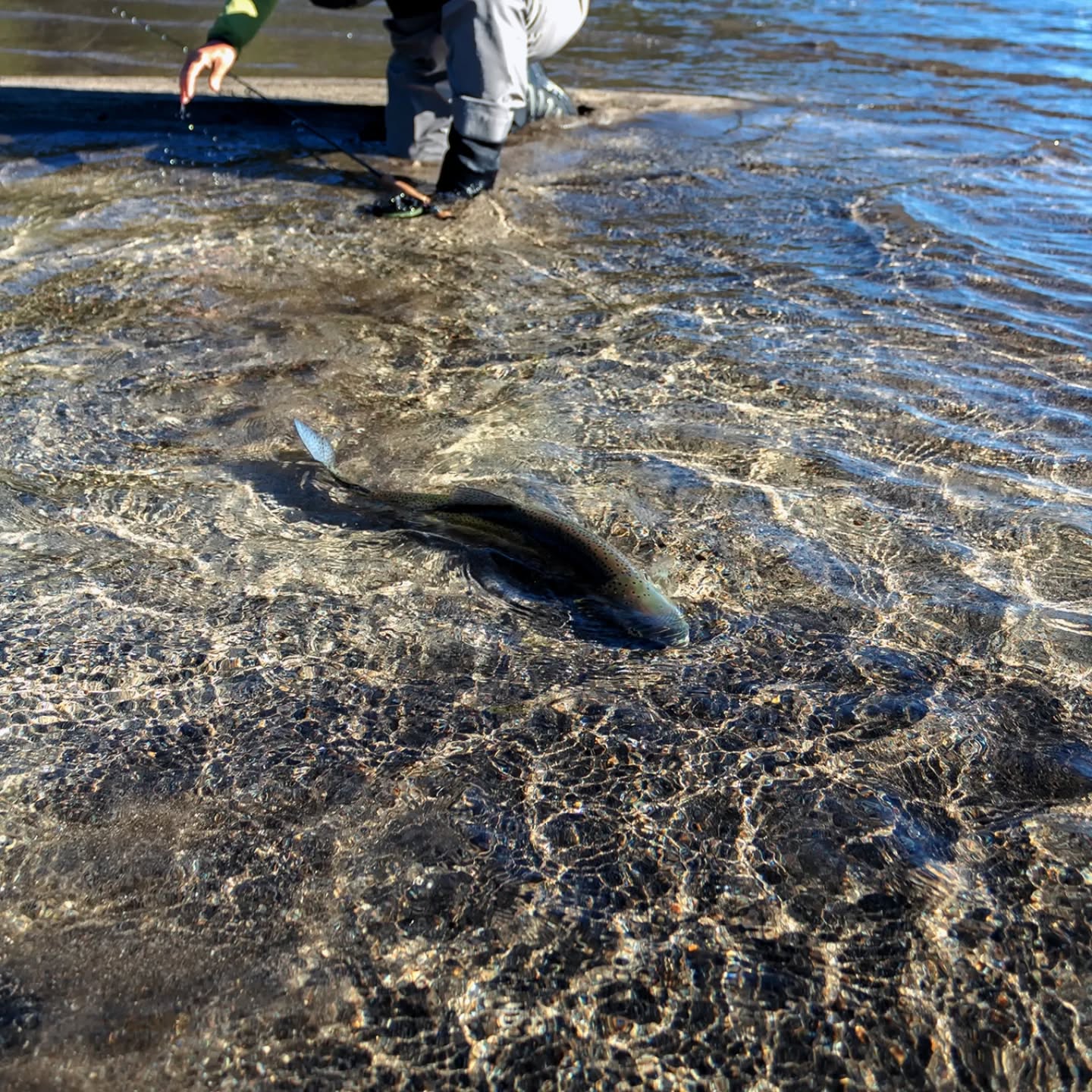 Arrancamos la temporada 2026.
Un inicio marcado por altas temperaturas, jornadas agradables y muy buenos resultados en pesca: piques constantes, peces bien alimentados y con excelente colorido.
El 2026 se presenta como un año con buena presencia de truchas, activas y en buen estado.
Como punto a destacar, observamos niveles de agua más bajos que en temporadas anteriores, una condición que ya se empieza a notar y que requiere lectura fina del ambiente y pesca responsable.
.
Seguimos trabajando cada jornada con una sola idea:
interpretar el entorno, adaptarnos a las condiciones y respetar el recurso.
.
🌐 www.puyenes.com
📱 +54 9 2944 214869
Puyenes – Servicio de Pesca
.
.
.
.
#Puyenes #Temporada2026 #PescaPatagonica #FlyFishing #PescaConMosca #Truchas #LagoNahuelHuapi #PatagoniaArgentina #PescaResponsable #CatchAndRelease #OutdoorLife #NaturalezaPatagonica #FishingSeason #FishingReport #TroutFishing #PescaDeportiva #aventuraconconciencia