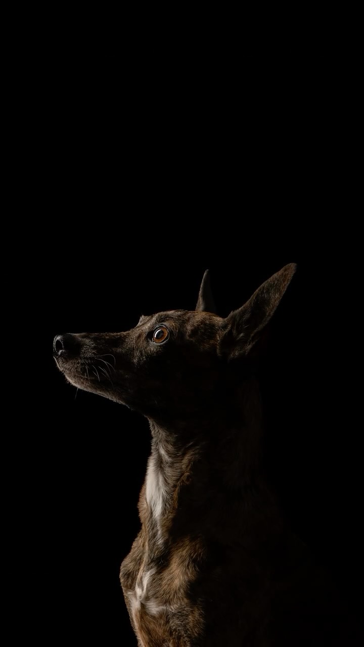 Manche Momente brauchen keine Hektik.
Zeit zu zweit. Ruhe. Vertrauen.
Interesse an Zeit zu zweit mit deinem Hund?
📍 Brandenburg
#tierfotografiebrandenburg
#hundefotografie
#hundefotograf
#carlography