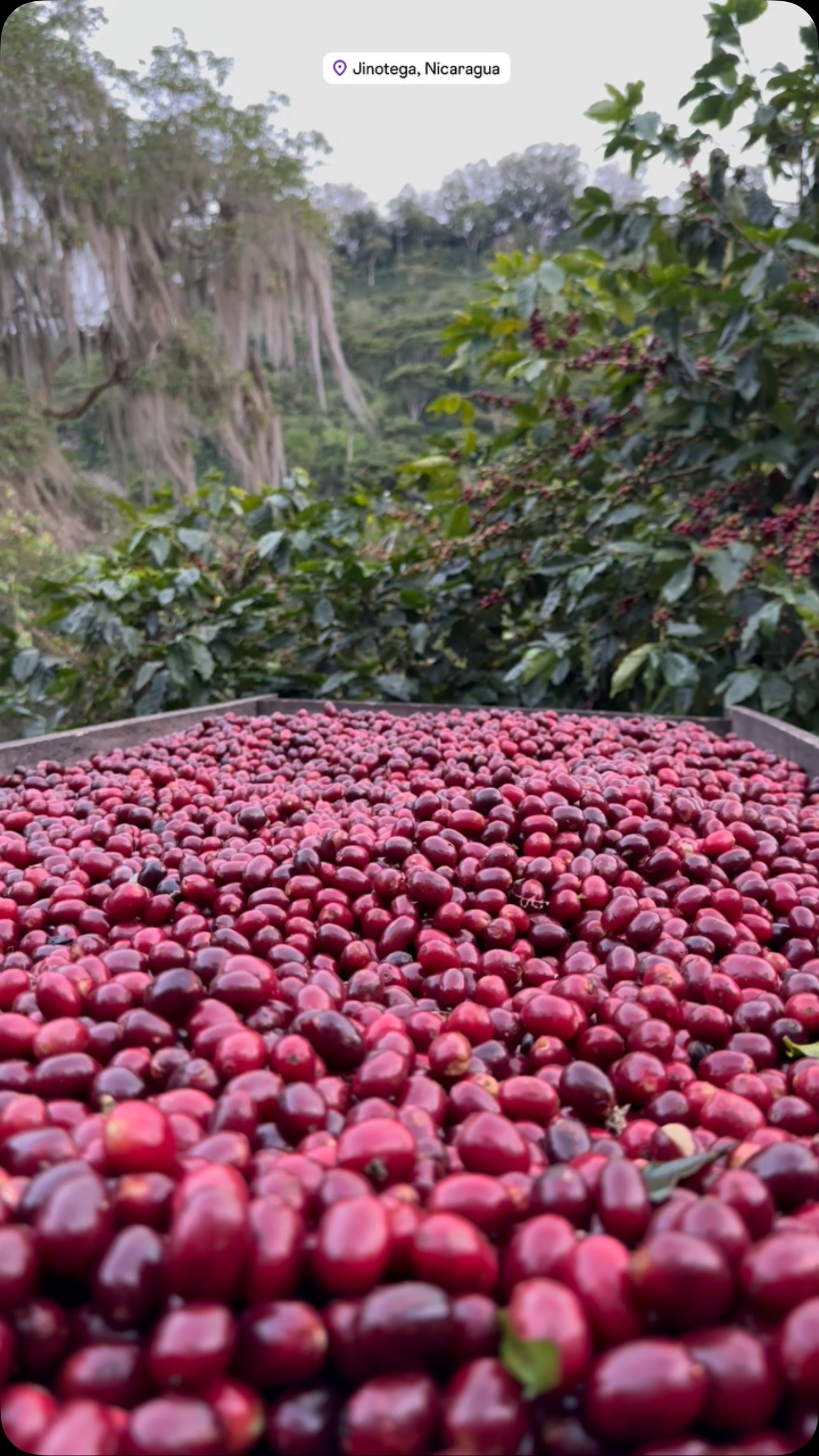 Can you guess what variety this is?
🤝 If you’re a roaster seeking a long-term business relationship with the specialty coffee farmers who farm your beans, reach out!
🔗 Click the link in our bio or DM our farming group. We ship almost anywhere on pallets.
#greencoffee #specialtycoffee #nicaragua #naturalprocess #honeyprocess #thirdwavecoffee #anaerobiccoffee #pacamara #directtrade #directtradecoffee #woc #coffeeprocessing #sustainablecoffee #biodynamiccoffee #coffeeroaster #coffeesorting #coffeeroasting #coffeefarm #sampleroasting #goldmtncoffee #besocialbegold #coffeefermentation #carbonicmacerationcoffee #nicaraguancoffee #worldofcoffee #maragogype #maracaturra #geishacoffee #pacamara