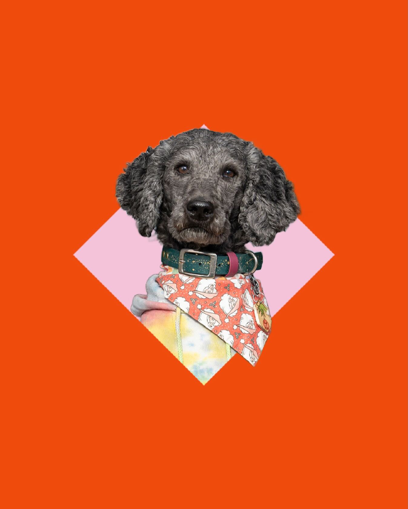 ✨ WELCOME BACK ZIPPY! ✨
Kicking off our ambassador announcement with a familiar face in these here parts: Zippy Zona is back for her FOURTH year as an ambassador with us, starting in 2023! Zippy is a 4 year old, teeny tiny standard poodle hailing from Halifax and NEVER missing with the sass. Most dogs forgive and forget, but Zippy never forgives, even if she’s already forgotten.
When asked to describe her in three words, her mom carefully selected “Nobody understands her.”
Follow @zippitydoo_dog for more of her adventures, and to see how she styles her Zoe & Juniper bandanas.
#DogAmbassador #BrandAmbassador #Halifax #CanadianDogs #DogsOfInstagram DogBandanas DogBrands
