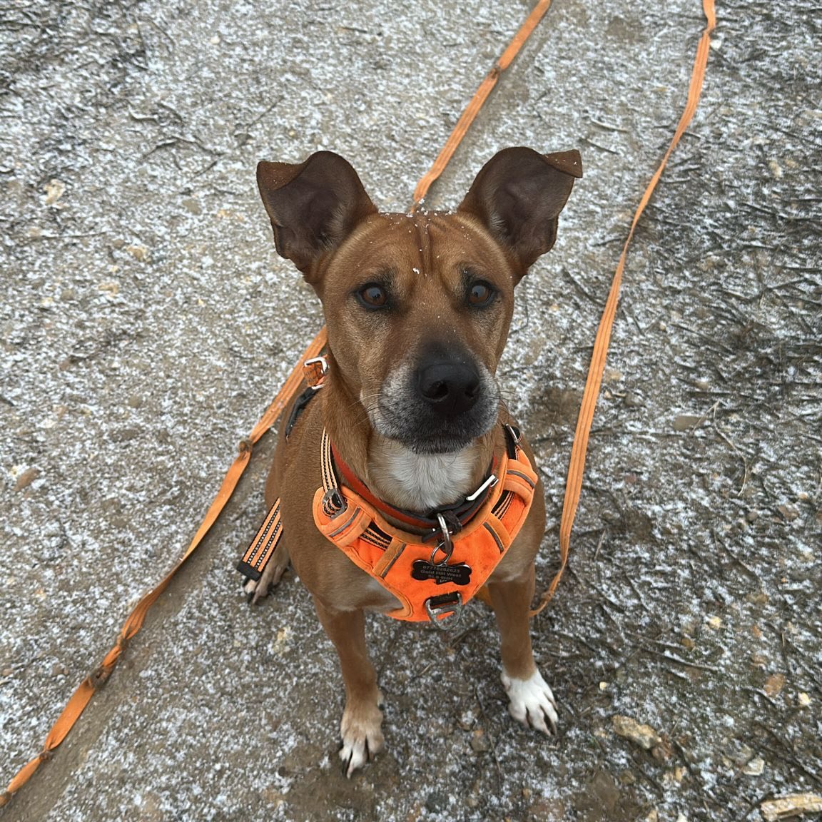 New year new faces 😍🐶
#dogwalker #dogwalking #dog #dogtraining #chalfontstpeter
