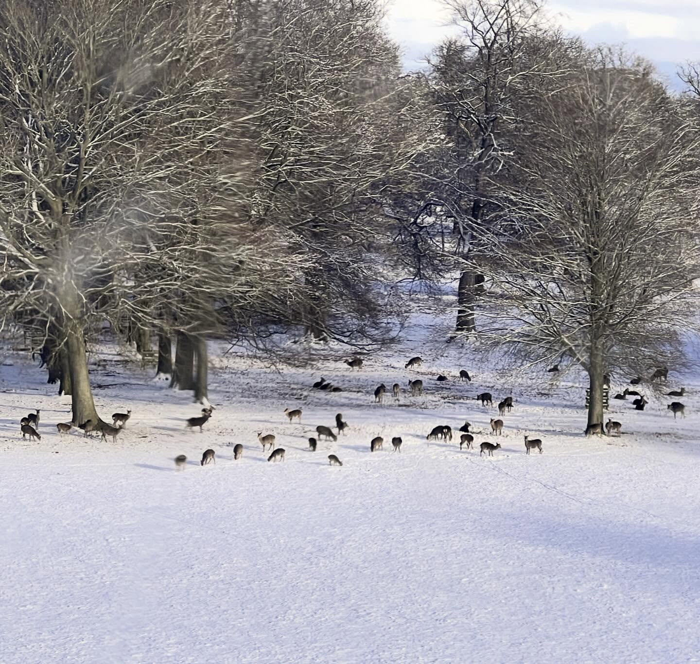 The white fallow deer were hard to spot in the snow, so here we have some red deer!