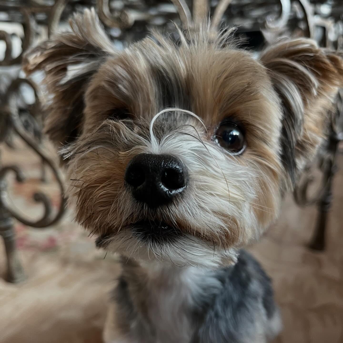 Otis & Tori have a new cousin named Graham and we’re 1000% excited to meet this fine gentleman.
In the meantime, a few pics of the dynamic duo in their natural habitat! Tori was working on her doodles at this time of the year and Otis had planned to step into modeling (obvi).
I’ll have to swing back over for a supermodel progress update and to sneak at peak at Tori’s newest hair adventure.
Until then friends!