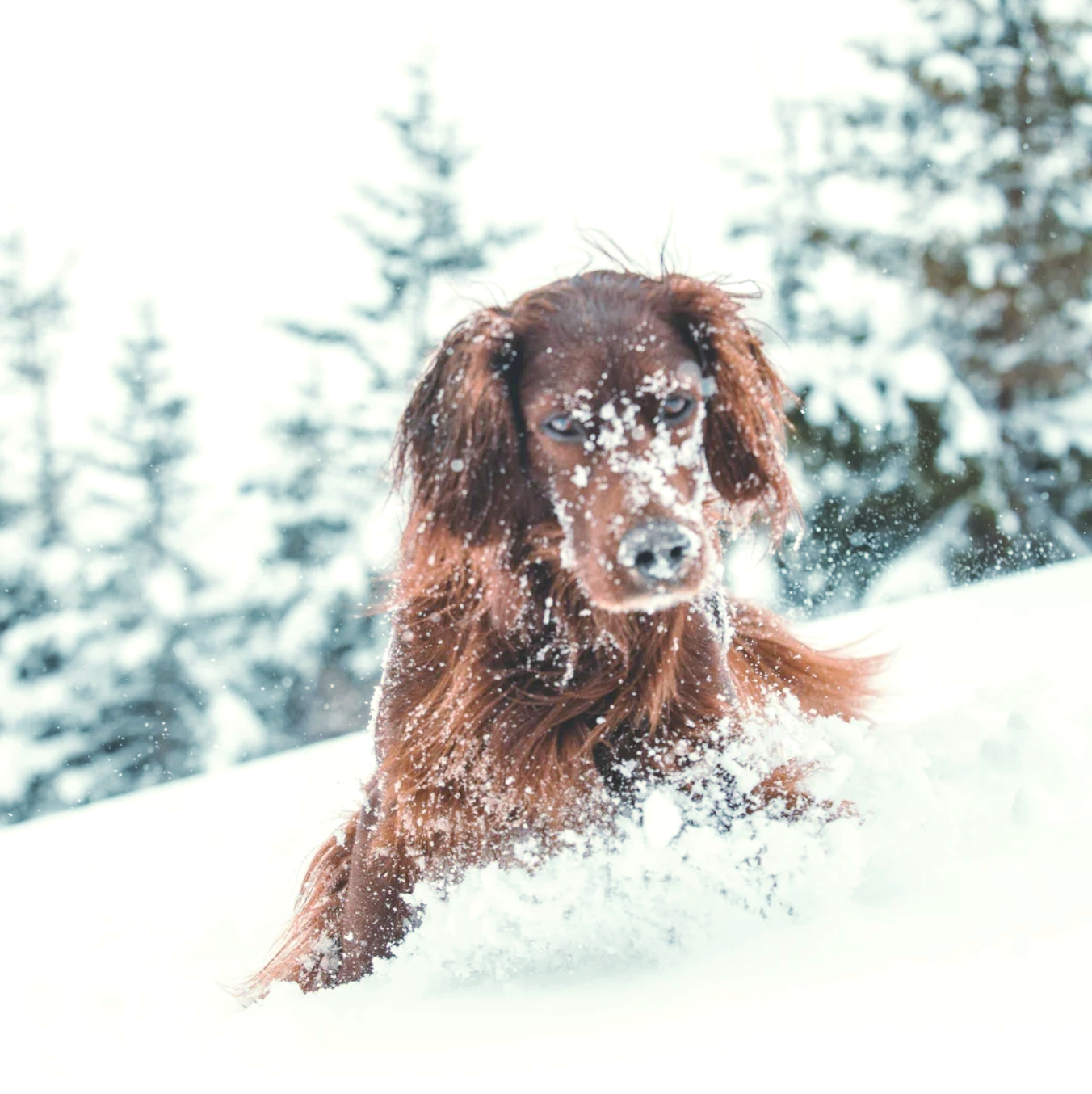 Snow days are even better with your sweet pup by your side ❄️🐾🤍
I have several pup-friendly cabins available, so you don’t have to leave anyone behind. Message me and I’ll help you find the perfect fit! 🐶✨www.thecabinhost.com
#DogFriendlyCabins #ShaverLake #PupFriendlyGetaway #SnowTrip #CabinLife #MountainDogs #WinterWonderland #BringYourDog #TheCabinHost #SierraNevada