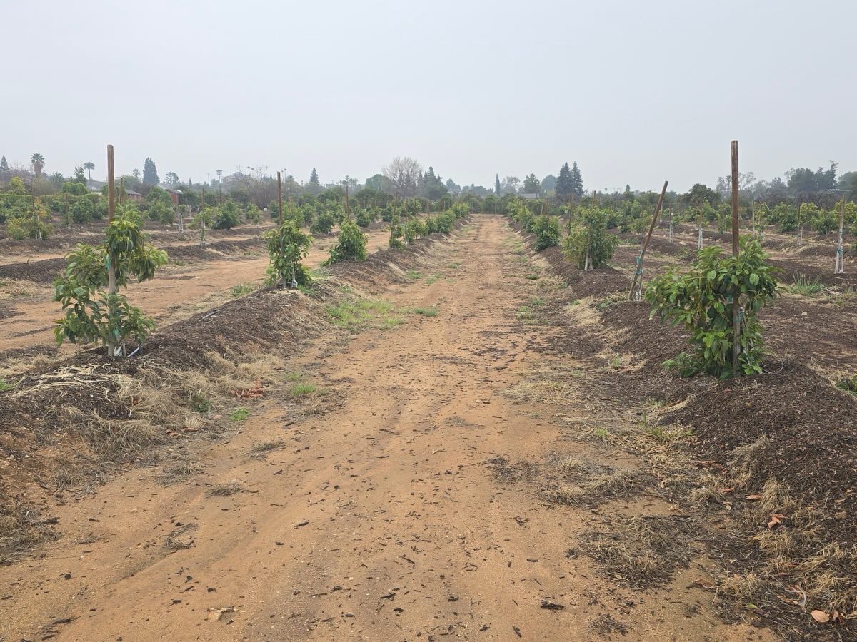 Swipe right to see the transformation of our avocado grove on Wabash Avenue! The first photo is of our grove in March 2025. Today the grove is lush with cover crop! And the trees are thriving. Their growth has been exponential over the past 10 months. What did we do you ask….cover cropped, spread mulch, applied compost tea. Kept it simple. No herbicides or pesticides. #regenerativefarming #paradiseacresfarmsredlands #avocados 🍊🥑