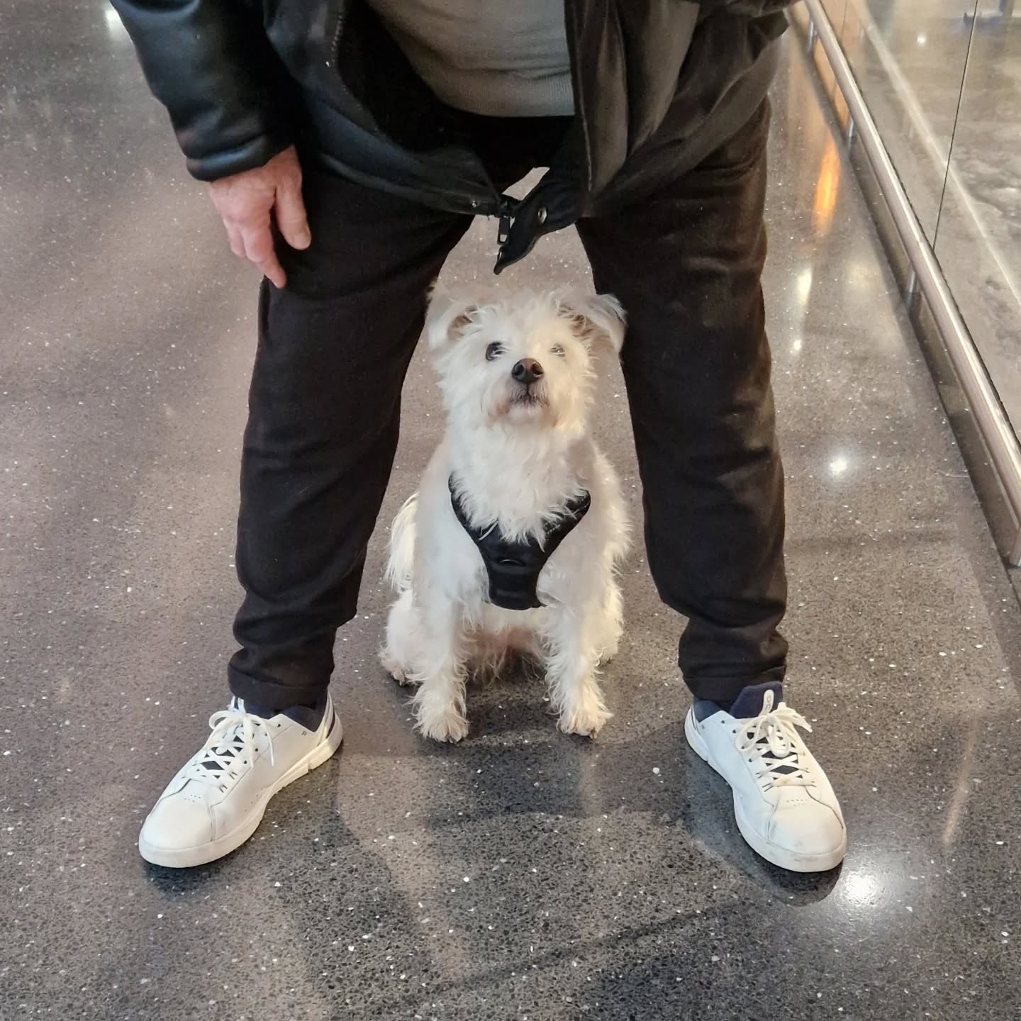 Training mit Zessy 🐕🦺🐾
#assistenzhundeschweiz #assistenzhundeverein #vereinpawsandyou #assistenzhundeausbildung #gemeinnützig