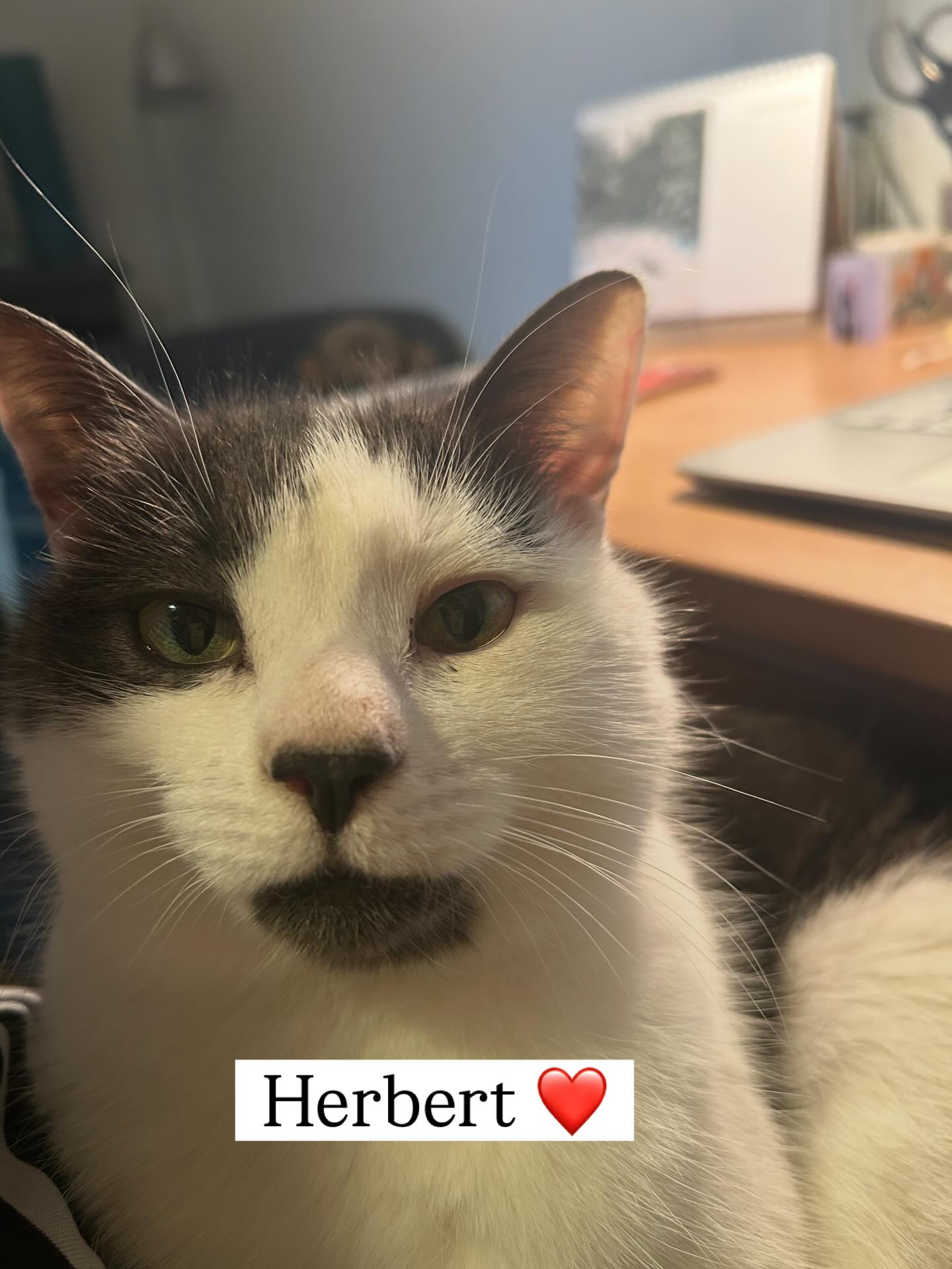 I have a little helper this morning as I try to put together a card order. Meet Herbert everyone 😺❤️
#cats_of_instagram #indiebooksellers #downhammarket #norfolk #greenpebblecards