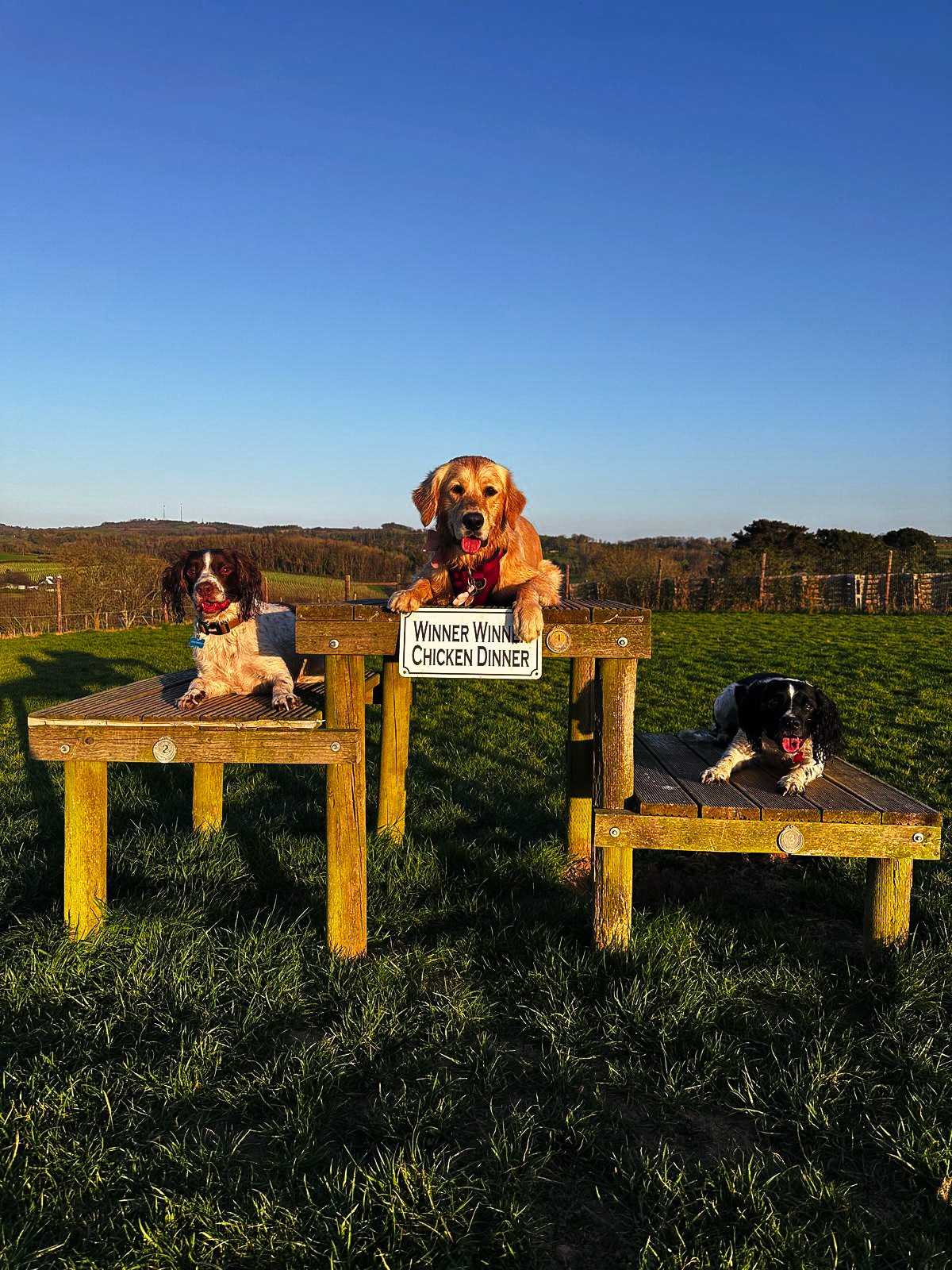 We’ve been loving the winter sunshine lately ☀️
That said, it’s come to a fairly abrupt halt today… 🌧️
We’ll be sharing any village flood updates in the WhatsApp group first thing in the morning, but fingers crossed everything will be clear 🤞
#SecureDogWalkingFields
#SecureDogWalkingPark
#WanderlustWalkies
#SecureDogPark
#SecureDogWalk