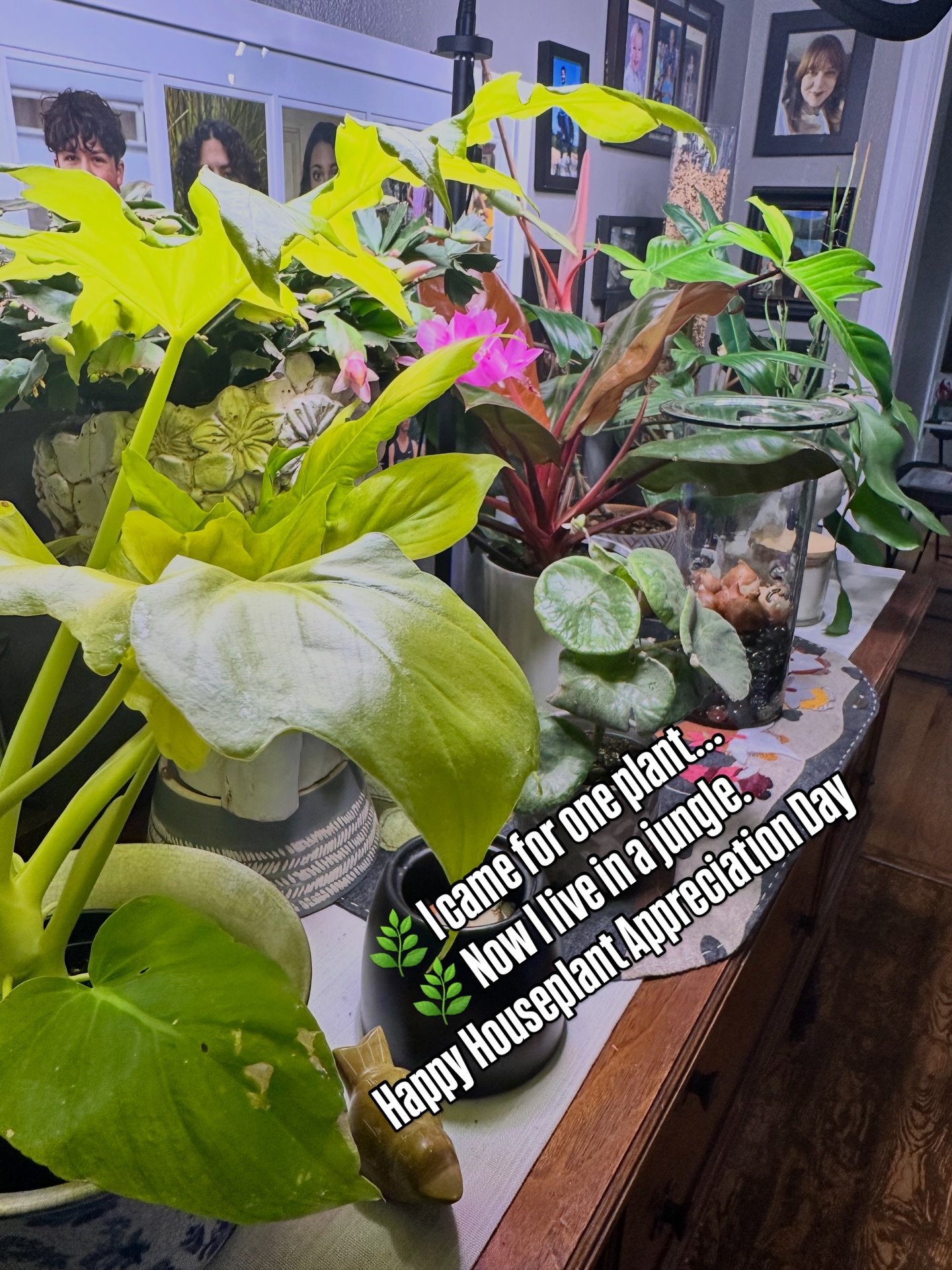 Houseplant Appreciation Day feels like the perfect excuse to pause, look around, and realize just how much joy these leafy roommates bring into our lives 🌿
From bold leaves to subtle textures, every plant here has a job: cleaning the air, calming the mind, and reminding me that growth doesn’t have to be loud to be powerful. Some are show-offs, some are slow and steady, all are appreciated.
If your houseplants are thriving, struggling, or somewhere in between—today’s the day to give them a little love. A wipe of a leaf, a word of encouragement….
Stick around if you love plants with personality, real talk about growing, and a little dirt under the fingernails.
#HouseplantAppreciationDay
#PlantPeople
#HouseplantLove
#UrbanJungle
#PlantJoy