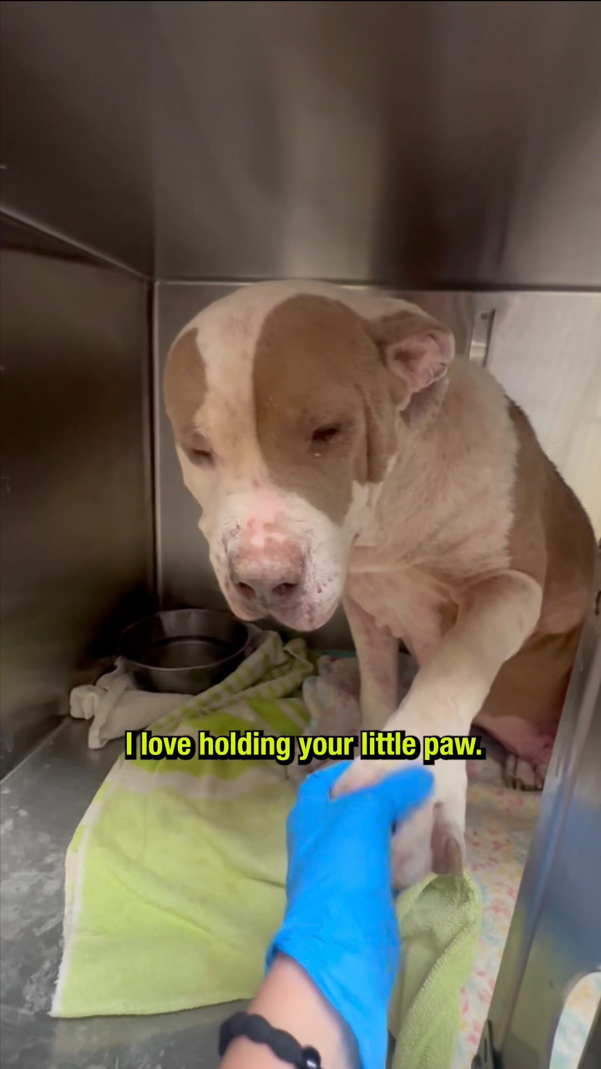 Thank you for your support. Please share W/ other people who care @funnyforfido #dogs #rescuedogs