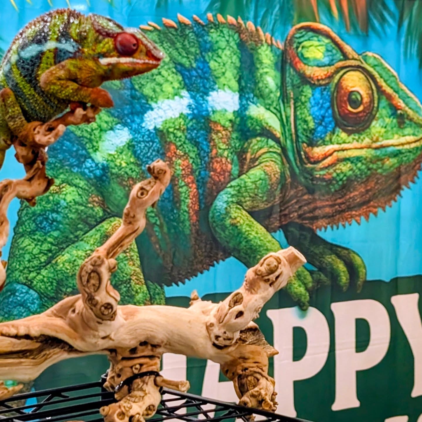 ☀️ Day 2 at Repticon Lakeland! ☀️
We’re back, set up, and ready for another amazing day! 💚
Missed us yesterday? Come say hi, meet our chameleons, and help a few more find their forever homes.
📍 Happy Chams
✨ Born to blend. Built to stand out. ✨
#HappyChams #RepticonLakeland #Day2 #ChameleonLife #ReptileExpo #FloridaReptiles
