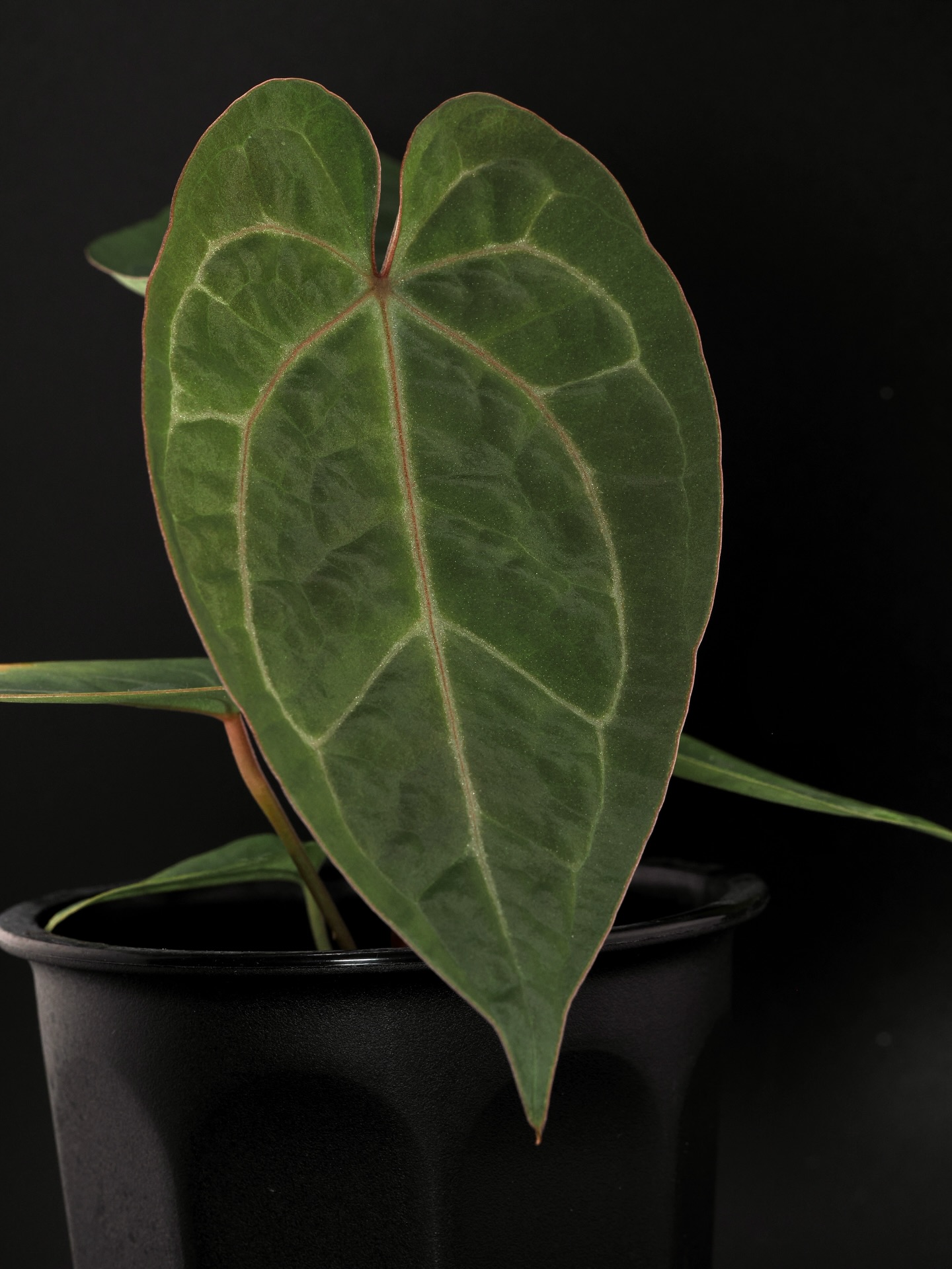 This hybrid means more to me than just beautiful foliage.
The lux expression creates those subtle, living ripples across the leaf, softly shifting with the light, while the velvet texture keeps everything grounded and rich.
Those pink veins aren’t loud, but they’re intentional, giving just enough contrast to make the whole leaf feel alive.
This plant was created by my friend Marc, someone who is truly near and dear to me. You can see his patience and discernment in the structure, the balance, the restraint. Nothing here is accidental. This is the kind of plant that rewards attention, the kind that reflects the grower as much as the genetics behind it.
Honored to grow and care for this hybrid, and deeply grateful to call its creator a friend. 💗
#anthuriumhybrid #intentional #aroidcollector
🧬 A. (Fairchild x Luxurians) x (Crystal x DocBlock f2)
👨🏾🔬 @plantsbymarc