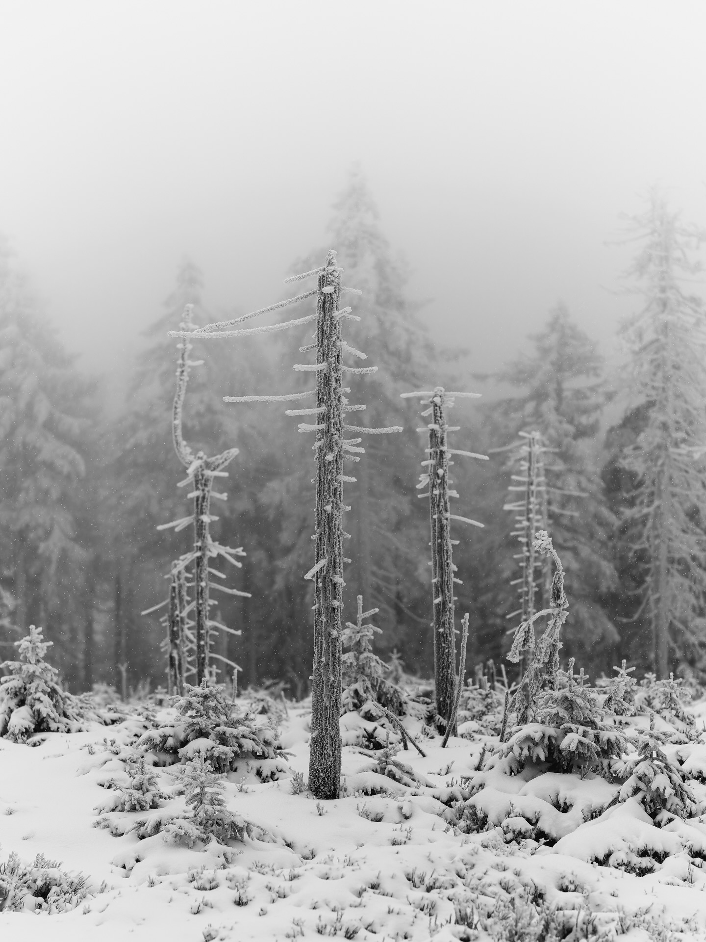 Stillness in the Thuringian Forest.
A dead tree standing quietly in winter fog as a silent witness to a changing landscape. Drought, bark beetles, and rising temperatures have reshaped large parts of the pine tree forest.
Shot wide open at f/1.2 with the Sigma 50mm, the lens reveals striking sharpness even at wide open: frozen textures, drifting snowflakes, and the fragile beauty of decay.