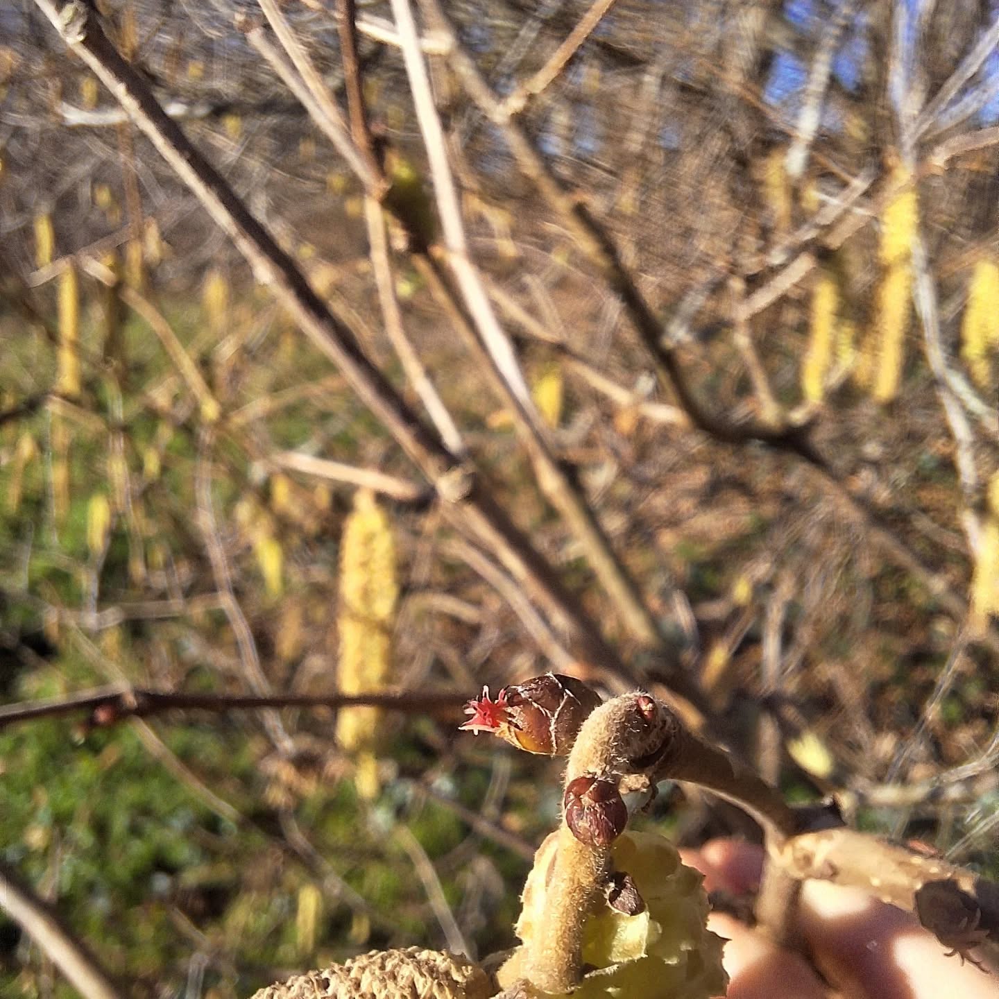 It might be January. It might be time to get back to your routine. It might feel like it's dark and cold and spring is a long way off. It might feel like a bleak month...
...but...
The earth doesn't stay still. The season always turns even if it's done in small ways, very quietly.
The hazel flower is tiny. Seek it out above the catkins. It's a ruby star gem of a flower.
The willow bud is emerging like a small furry creature into the cold.
You might feel like you've come to a standstill but get outside and see how much is happening.
#wintering #buds #signsofspring #catkins #noticingnature