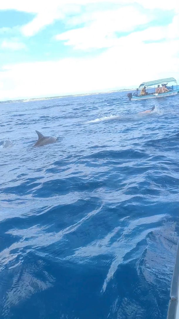 Swim with dolphins
🌊🐬🏝️
Feel the magic of Mnemba.
Crystal water, wild smiles, unforgettable moments.
Your ocean adventure starts here
Contact
WhatsApp
+255 777814472
Email
info@cheicheizanzibartour.com
Please visit
www.cheicheizanzibartour.com
🏝️
🌊
🐬
🧳
#zanzibar🇹🇿 #tanzania #dolphins #mnembaatoll #cheicheizanzibartour
