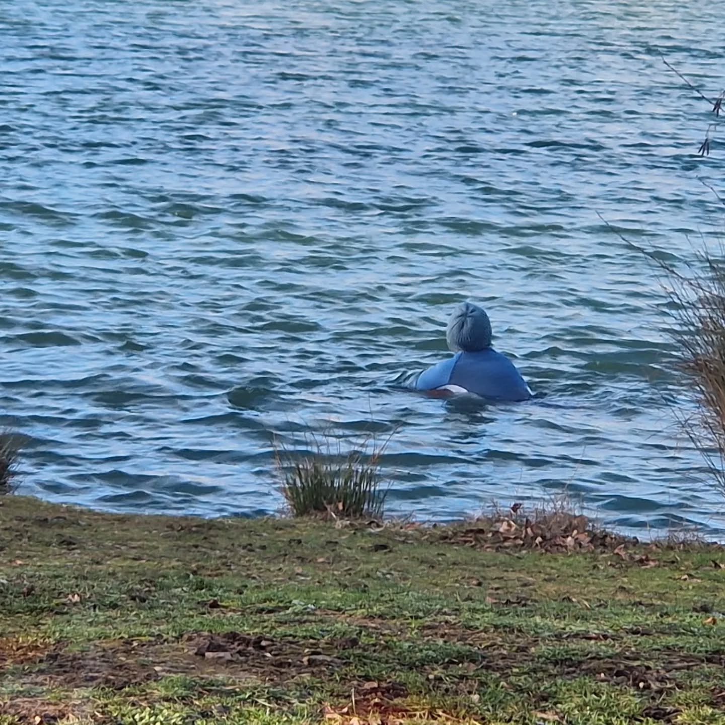 First Introduction to OWS session for 2026 is now sold out!
Join us on the next avaliable Introduction to open water session on 29/3/26 at Burton Farm Café There are lots of spaces available.
If you are thinking about starting your open water swim journey in 2026, here is your chance to join our amazing swim community. Let me help you take your first steps...
What can you expect?
✅ Friendly, supportive coaching
✅ Tips on safety, technique & cold water confidence
✅ A relaxed, fun atmosphere
✅ Coffee & cake at the café afterwards ☕🍰 if you wish
🗓 Date: 29/3/26 at 10:00 and 12:00
📍 Burton Farm Café
🎟 Spaces are limited to 10 per session – book now to secure your place!
📩 Togetherweswim.co.uk
Come and discover the joy of open water swimming – we can’t wait to see you there!
#OpenWaterSwimming #BurtonFarmCafe #SwimWild