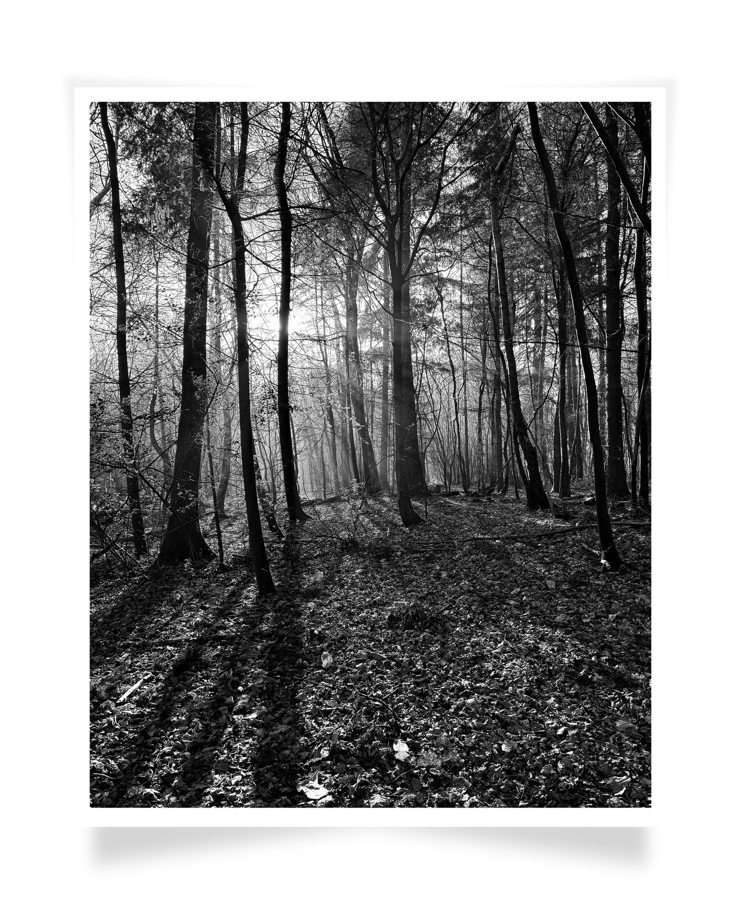 A walk in the woods… longer than expected, as we got lost.
.
#kpmphotoart #natureartphotography #forestart