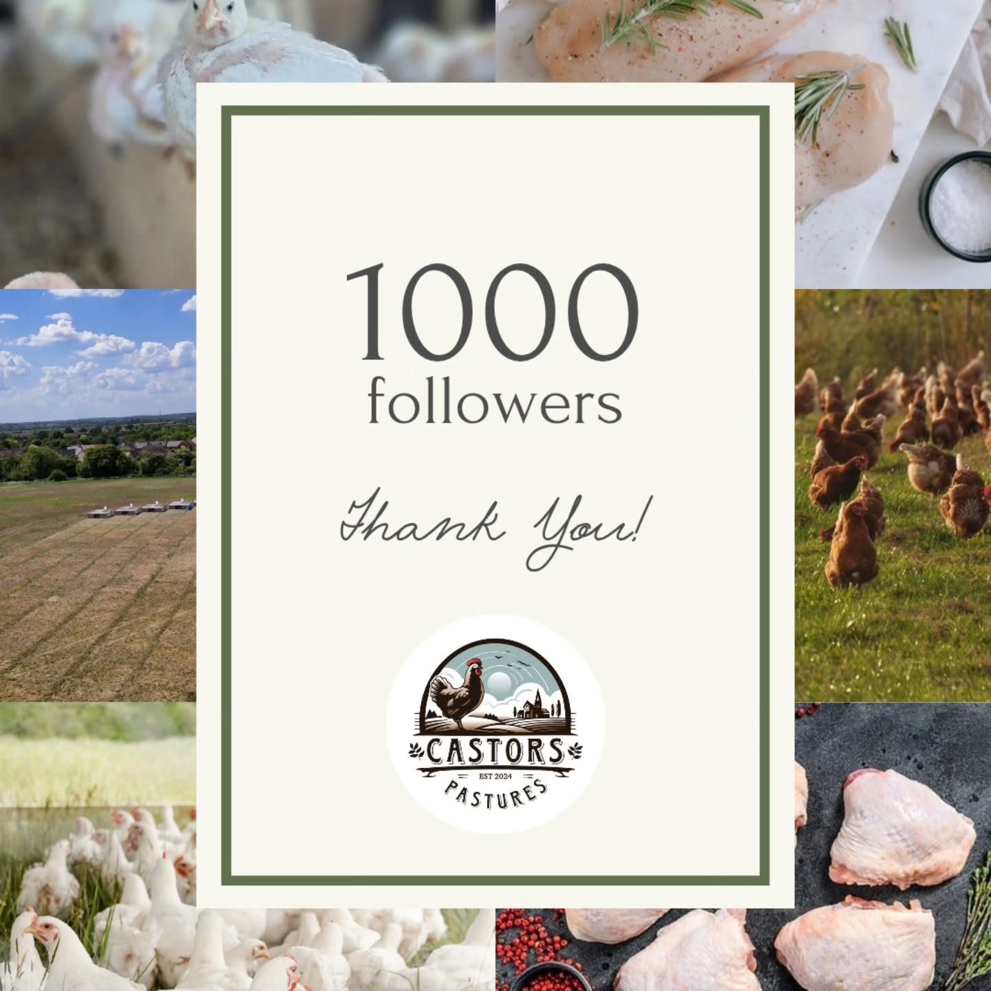 1,000 followers! And 1,000 reasons to be grateful!
When we started last year with just a handful of followers, we had no idea how many wonderful people weโd meet along the way.
Every like, comment, message and sale has helped us find our feet and build something weโre truly proud of.
Thank you for being part of our story, we canโt wait for what comes next! ๐ฟ๐
#pastureraisedchicken #OrganicFarming #pasturedpoultry #organicfooduk #supportlocalfarms