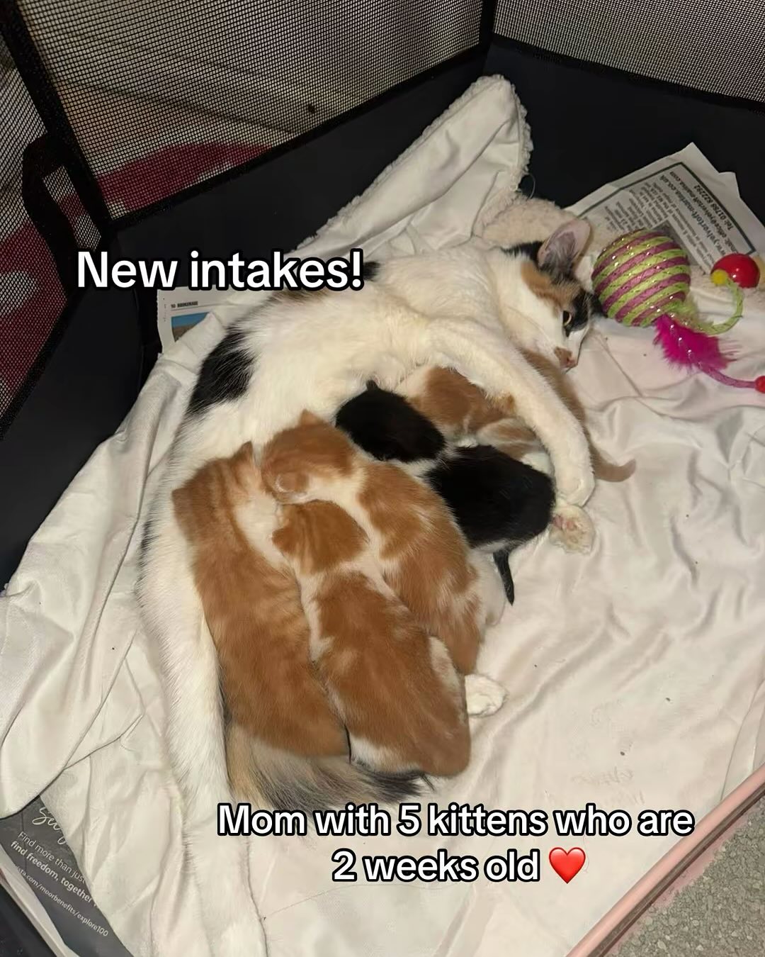 Here we have Junie! With 5 beautiful babies who she ADORES.
Other than crawling with fleas, they are good weights and seem healthy. The little black & white boy is a teeny bit smaller than the others so will be keeping a closer eye and topping up with kitten formula
I don’t want to say we have 3 female gingers but I think we have 3 female gingers.. I will double check when they’re a bit bigger but usually you can tell when they’re this age but ginger females are rare let alone 3 of them!!
So in no particular order we have Gina/Gigi, Gracie, Gabby, Grayson and George🧡They all look so similar so good luck foster mom Nicole figuring out who’s who for the first couple weeks🤣
*no enquires please
#adoption #catrescue #kitten #cats_of_instagram #fyp #leftpawcat