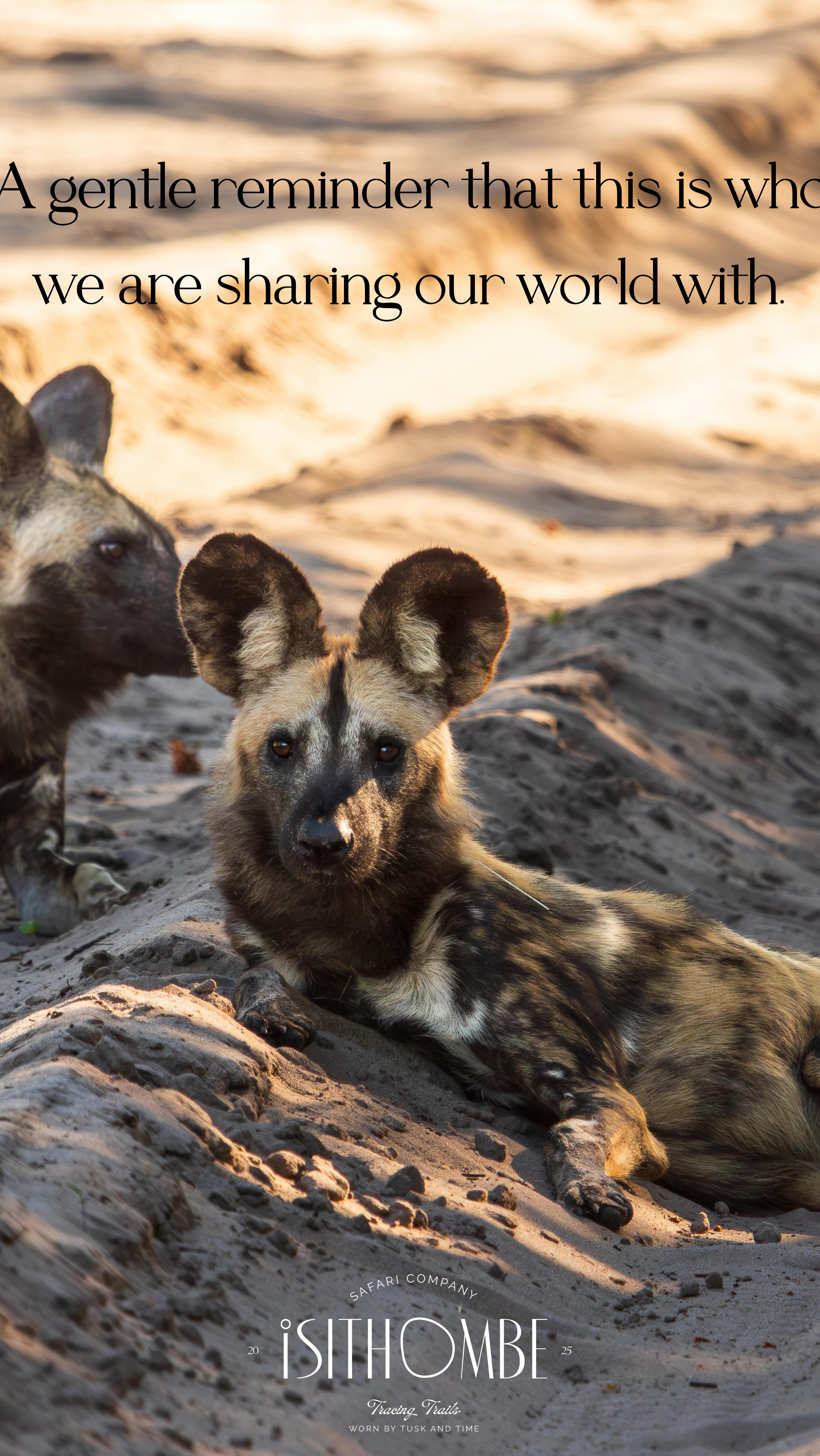 Out here, the air carries more than just sound. It carries the stories of those who walked before us — the elephants whose footsteps mark ancient paths, the lions whose calls roll across the plains like thunder, the herds that move as one beneath an endless sky.
Each life, each moment, is part of a delicate balance that holds our planet together. And though the wild may feel far away from our daily lives, it is the heartbeat of the earth — the quiet reminder that we are all connected, all part of something greater.
It’s our responsibility, and our privilege, to protect it.
To see it. To respect it. To let it continue to exist in all its raw, breathtaking truth.
Because when we protect the wild, we protect ourselves. 🌍🐘
#IsithombeSafaris #ThisIsAfrica #ProtectTheWild #StoryOfTheWild #africa #bucketlist #bucketlistsafari #zimbabwe #animal