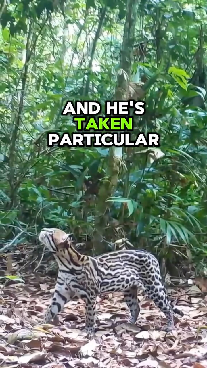 Hugo talks us through this male ocelot captured deep in the Tambopata Reserve, Peru. As one of our dedicated camera trappers, Hugo has been working tirelessly in the field, documenting these elusive cats and building a clearer picture of how they move through and use the forest. Every record like this adds to the long-term understanding needed to protect them.
#Ocelot #Tambopata #wildlifeconservation
