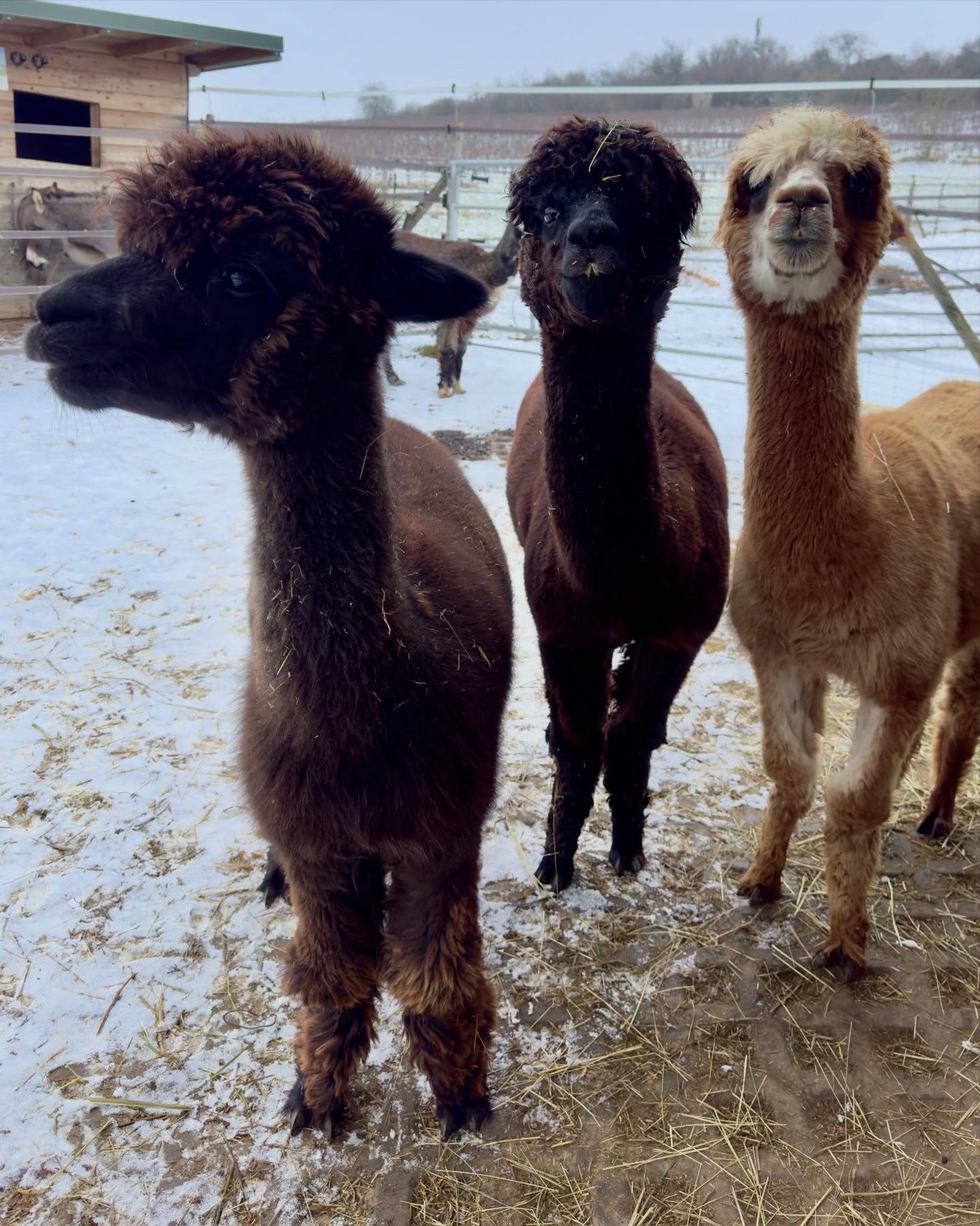 ❄️
Oh, was eine Wetterlage!
🌺🫏🦙🦙🫏🦙🦙🫏🦙🦙🫏🦙🦙🌺
Na, wir sind jedenfalls schon mal satt!
🦙 Hermann hat heute „Bad-Hair-Day“!
Passt schön auf euch auf!
Denkt dran…..bei Glatteis schön im 🐧 Pinguin-Gang watscheln ☝️!
Beste Grüße, 🫏🦙 die Jungs 🫶
#selztallamas #stadeckenelsheim #rheinlandpfalz #rheinhessen
#rheinhessenliebe #mainz #firmenevent
#niederolm #wandern
#wandernmachtglücklich #lamas #wandernmitlamas #alpakas #wandernmitalpakas #esel #wandernmiteseln #outdoor
#draussenzuhause #begegnungshof
#begegnungshofselztallamas
#menschundtier #tieremachenglücklich #achtsamkeit #glücklich #ausflug #teamevent #afterwork #gutscheine