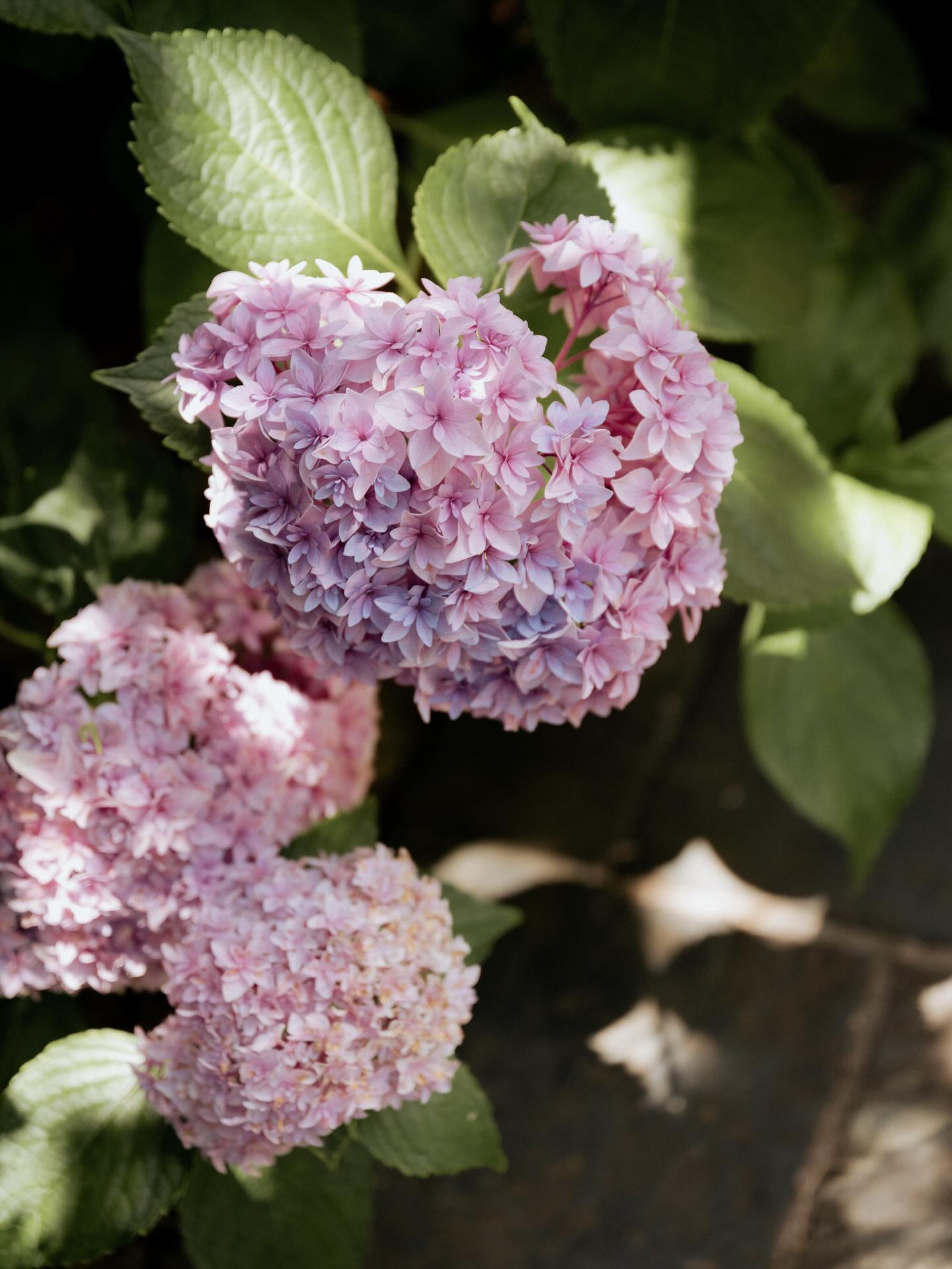 Some dreamy details of Kantara House 𓍯𓂃