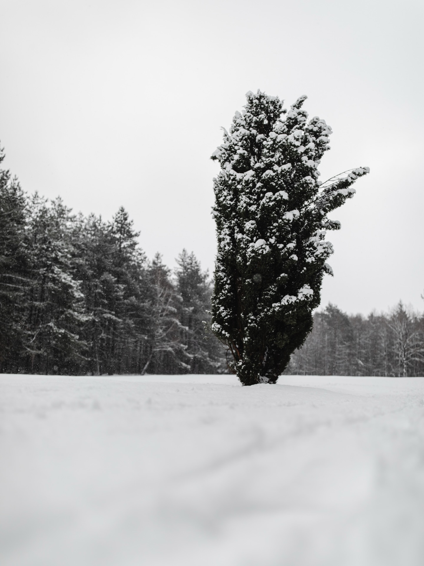 Winterwonderland