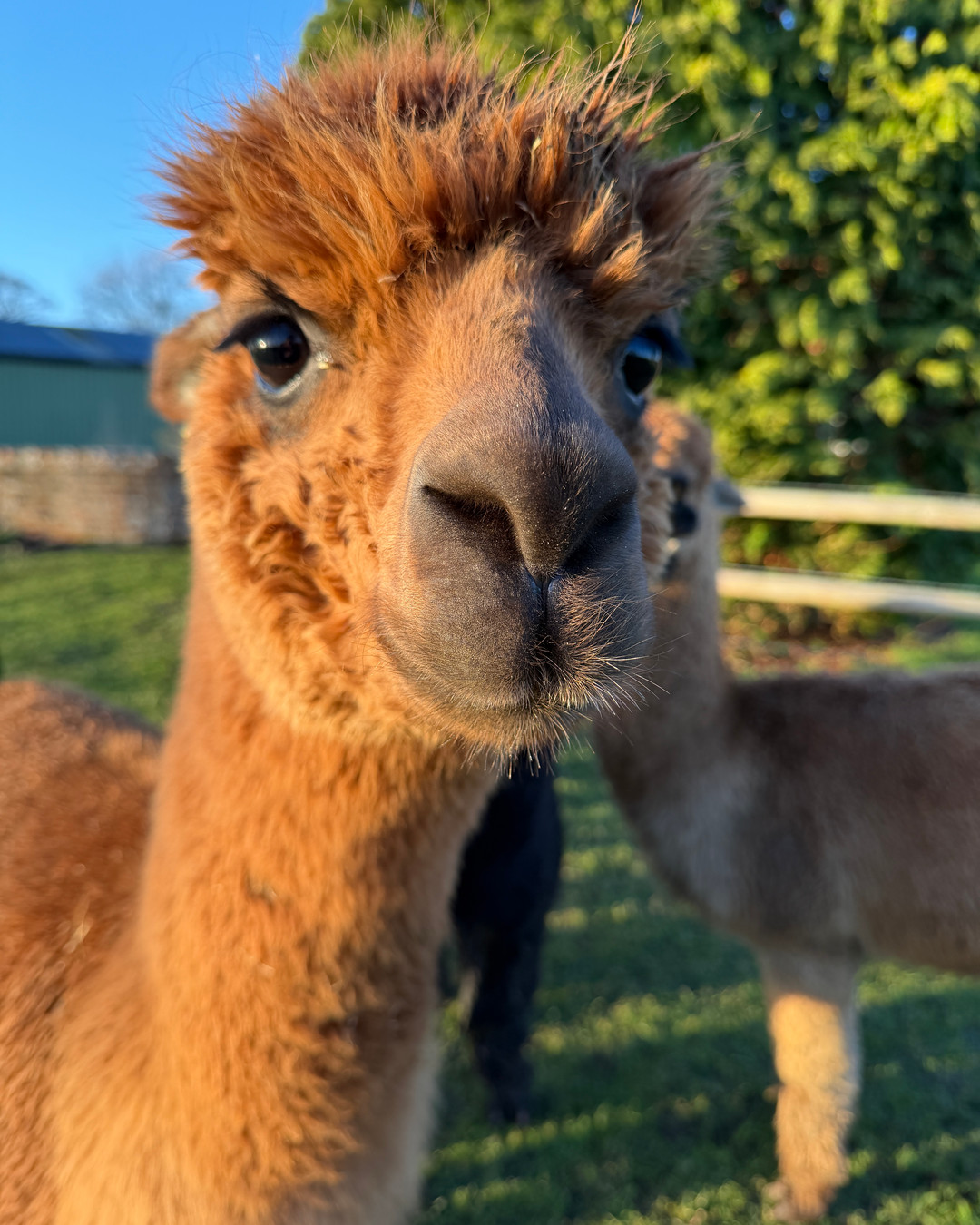 🐾 Discover the magic of alpaca walking at Wiltshire Alpacas! Spend a relaxing day outdoors with these gentle creatures on our organic farm, perfect for family fun, nature lovers, and unforgettable gift experiences. Hand-feed your new 'Alpacagrammable' friends while exploring beautiful Wiltshire countryside. 🌿✨ See the link in our bio to learn more and book your adventure! #AlpacaWalking #WiltshireDaysOut #FamilyFun #NatureLovers #AnimalExperience #CountrysideWalk #UniqueGifts #OrganicFarmLife
