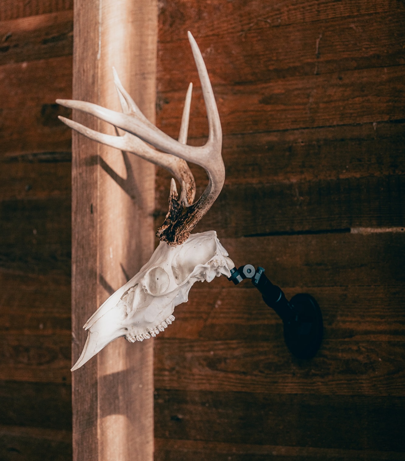 Love seeing customer euros!!! Love this look with the UX1 @rich_lauri88 !!👊👊
.
.
.
#uroadx #euromount #deerhunting #taxidermy #whitetails