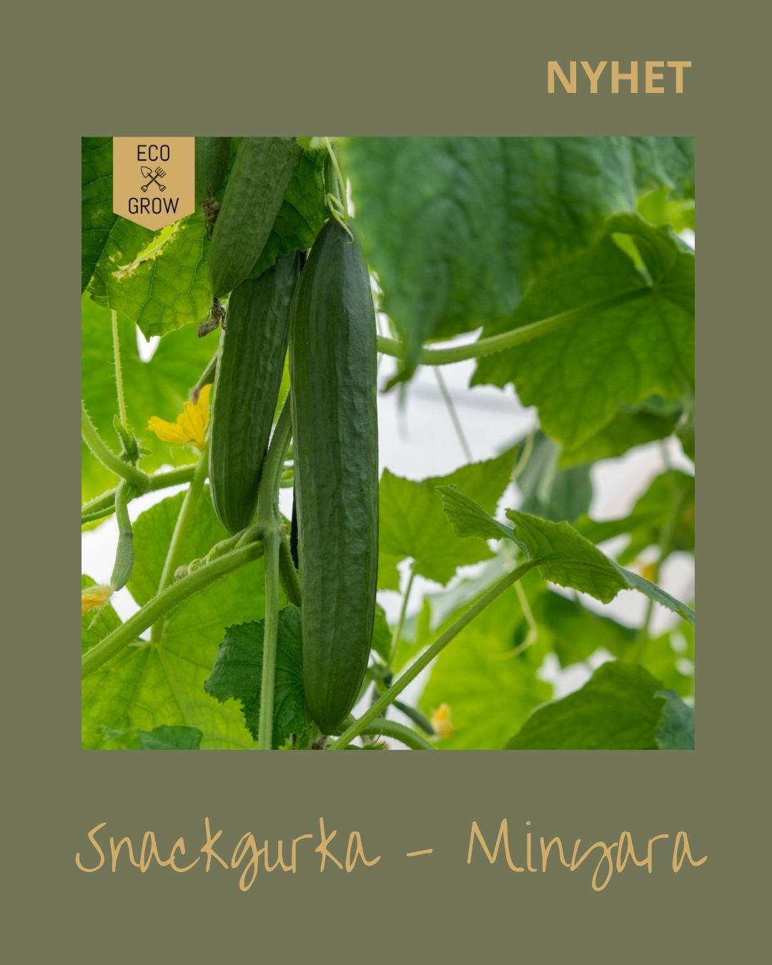 Snackgurka Minyara
Benämns även som: Salladsgurka
Är en mycket god, tunnskalig snackgurka. Producerar m