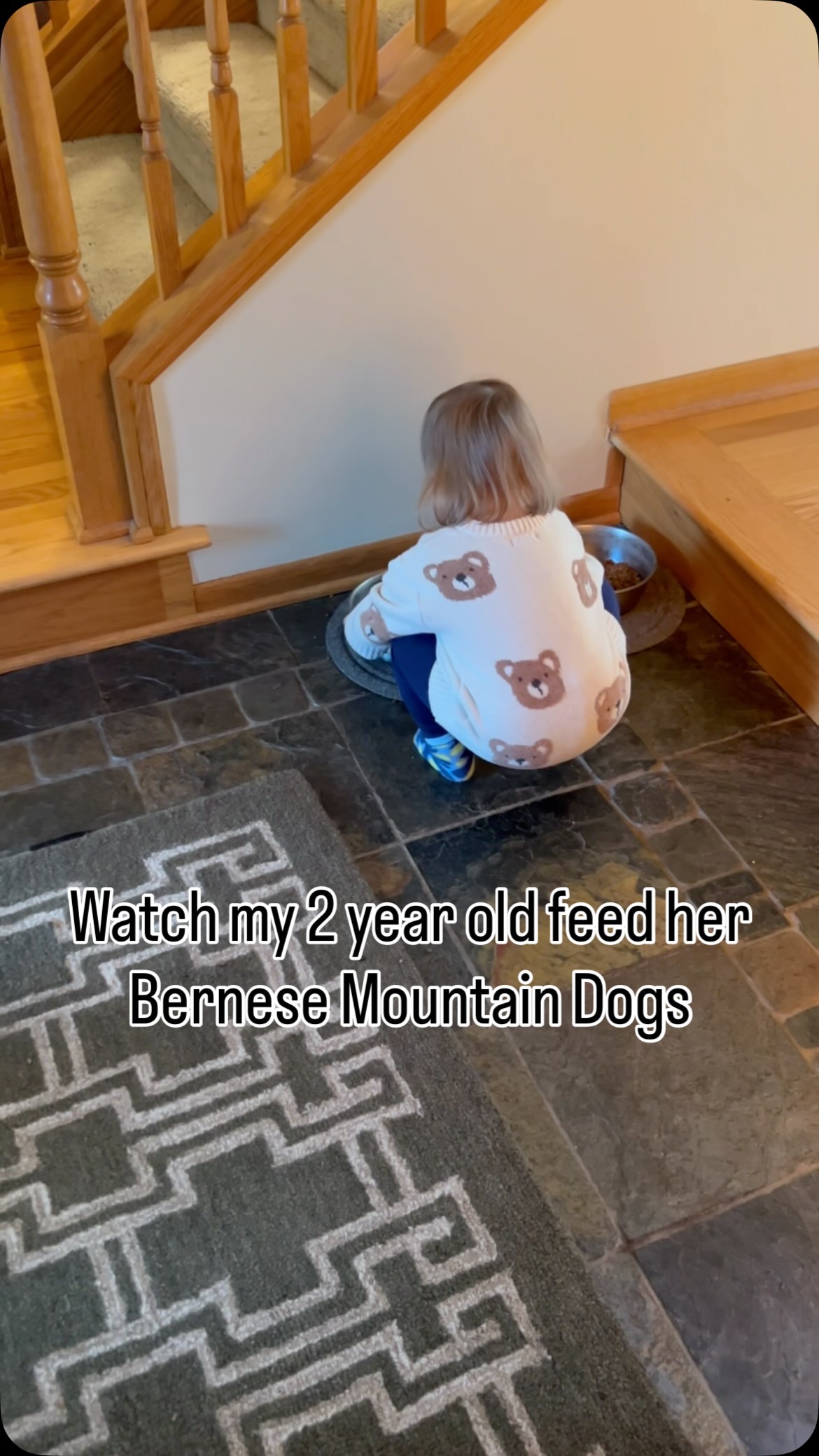 Twice a day, every day 🫶
No idea where Bert was while filming this, but Ernie never misses a meal.
The boys get dry food, a probiotic, and a meal enhancer topper (“sprinkles”), plus fish oil at dinner for Ernie’s arthritis.
#ernieoftheday