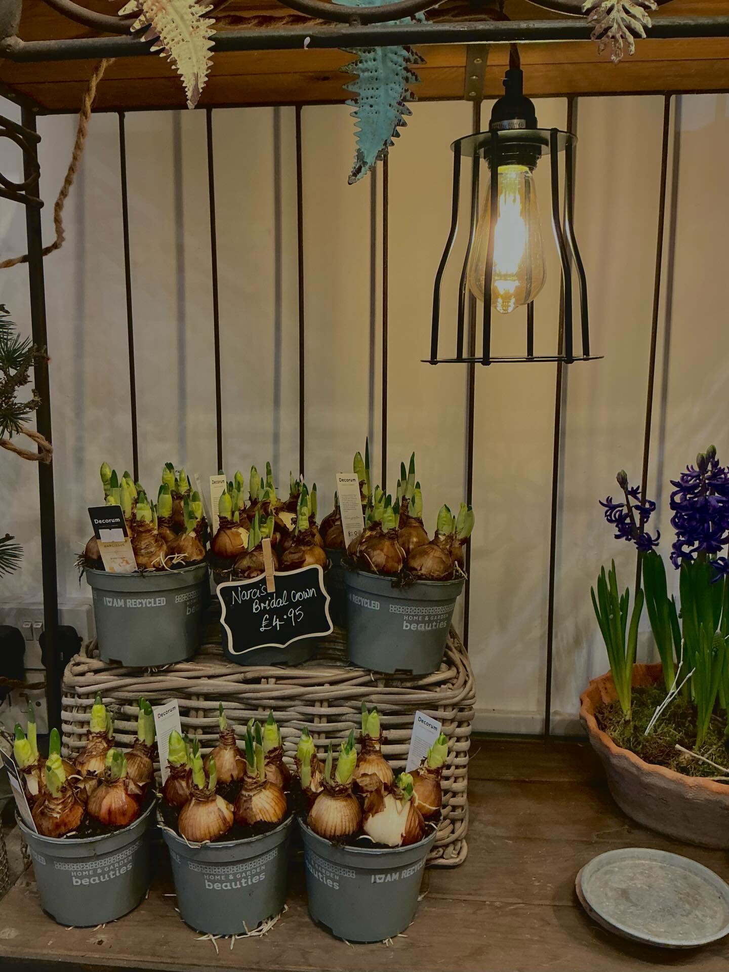 New narcis bridal crown bulbs #bulbs #flowerlover #flower #houseplant #garden #home #homedecor #homeinteriors #gifts #giftideas #supportsmallbusiness #supportlocal #smallbusiness #businesswomen #dogfriendly #dogsarewelcome #welcome #happynewyears #getcreative #createyourowngarden