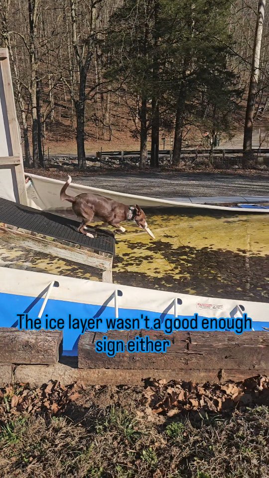 Pico & Ghost would like for us to fill the pool back up 🥶
#dockdiving #bordercollie #dogsofinstagram #dogtraininglife #winter