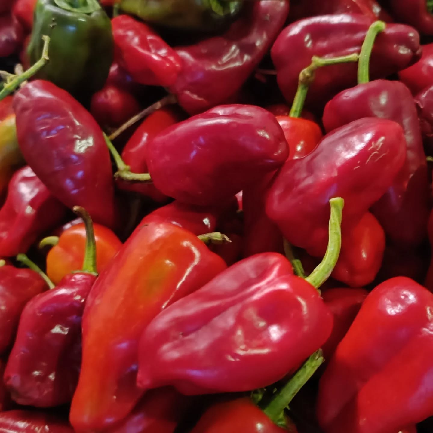 🇺🇸 We may not have again our own organic production, but we look for close by organic farms to create our products.
🇵🇹 Nesta altura ainda não temos os nossos cultivos, mas procuramos trabalhar com agricultores biológicos da zona.