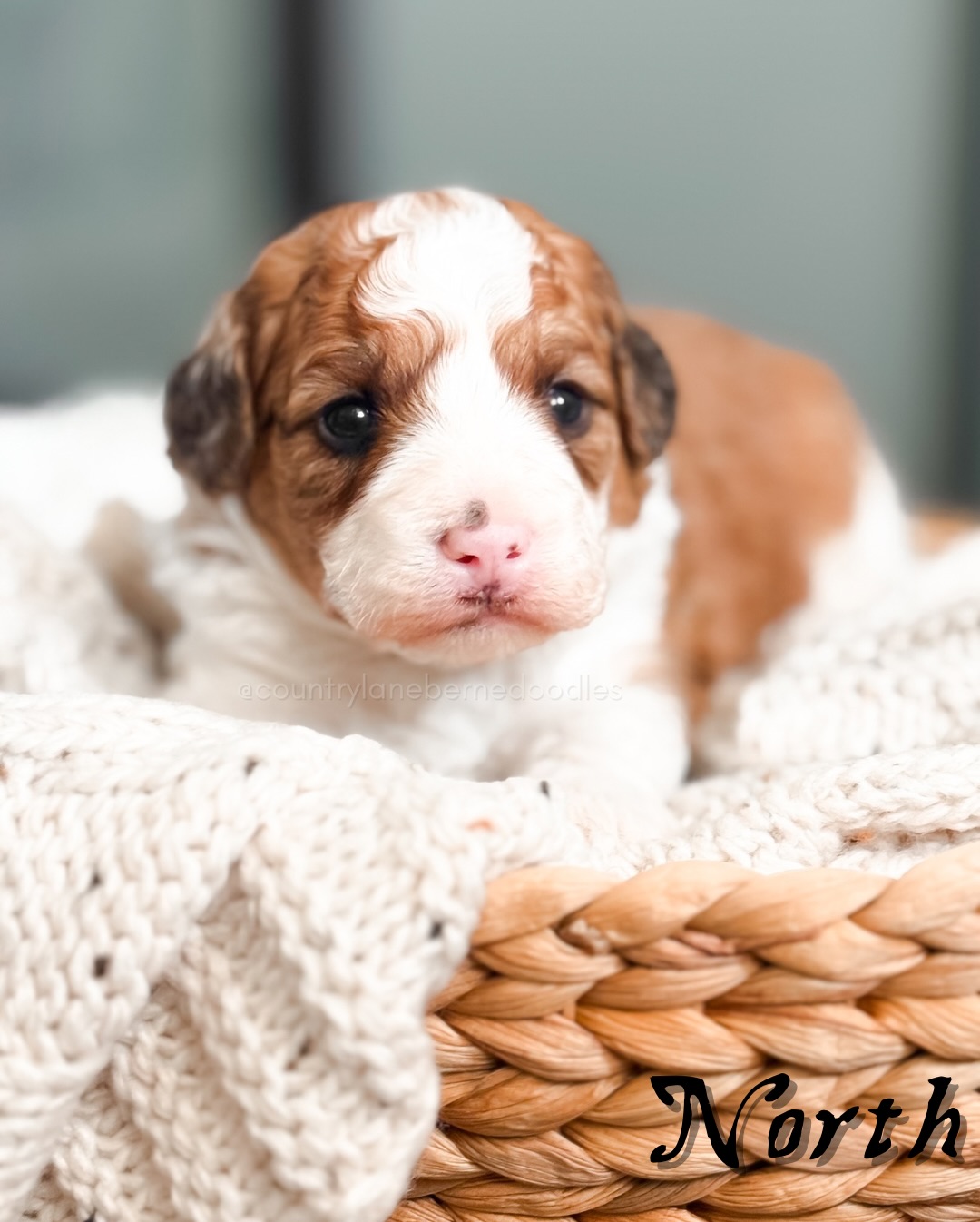 Three weeks in, and our tiny explorers are officially finding their footing ๐พ
Eyes are open, ears are tuning in, and those once-sleepy days are slowly turning into curious little moments of discovery.
This Adventure Awaits crew has been such a special group to watch grow together. So connected, so content, and already showing the sweetest personalities. Every day brings something new, and itโs amazing how quickly they change at this stage.
Still small. Still cozy. But their journey has begun ๐ค
โจ We do have spots currently open for this litter.
Puppy selection will take place at 7 weeks, with go-home day at 8 weeks on February 9th. If youโve been dreaming of a tiny Bernedoodle, now is the perfect time to join this adventure.
Weโll be sharing more of their three-week milestones in our stories this week, so be sure to follow along as these tiny adventures unfold.