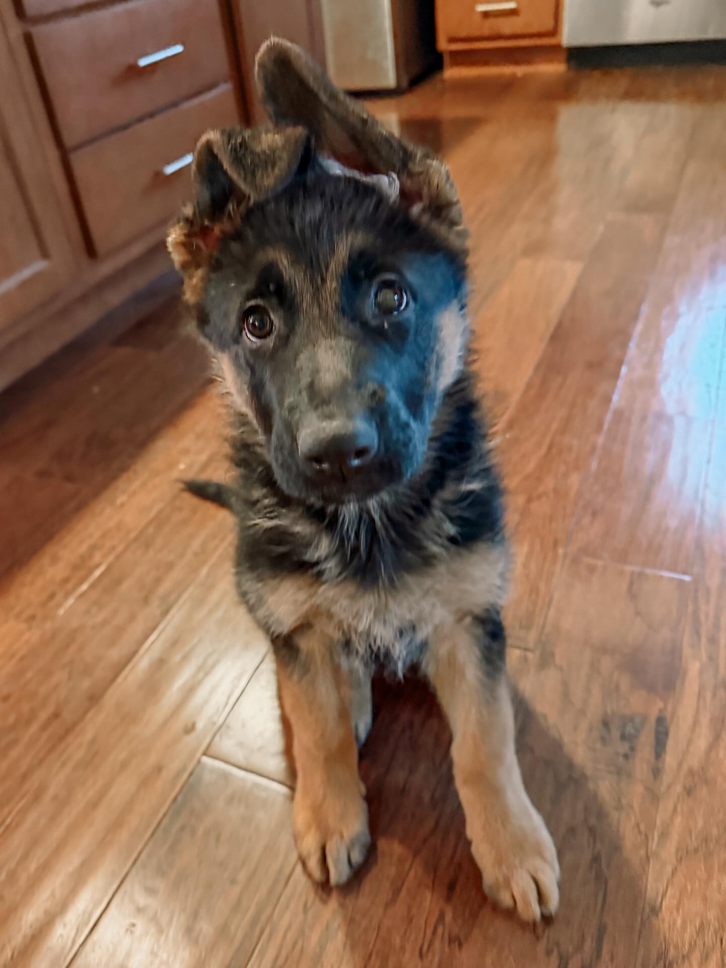 Those ears are popping…and so are her puppy skills! This bold, silly girl has been busy learning all her puppy foundation skills and mastering the art of coexisting with kitties and her super patient dog sibling! Big ears. Big personality. Big future.