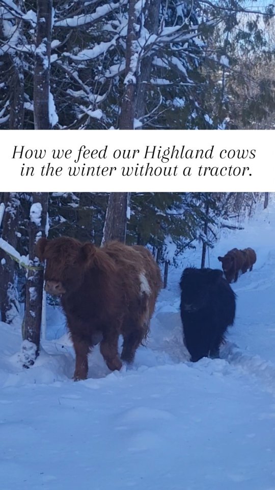 Come with us to feed our Highland cows a new bale of hay on this cold winter day ❄️.
Our small herd is primarily Highland with Belted Galloway. Their telltale thick fluffy coats make them a very hardy breed for cold, wind, rain and snow...perfect for the Canadian climate.
We try to do as much as we can on our farm without costly heavy machinery. We had the whole winter supply of hay delivered and stacked for us in a strategic location so all we have to do is roll out a bale when we need to.
.
.
.
.
#highlandcows #cowsofinstagram #winterfarming #winterdays #homesteading
