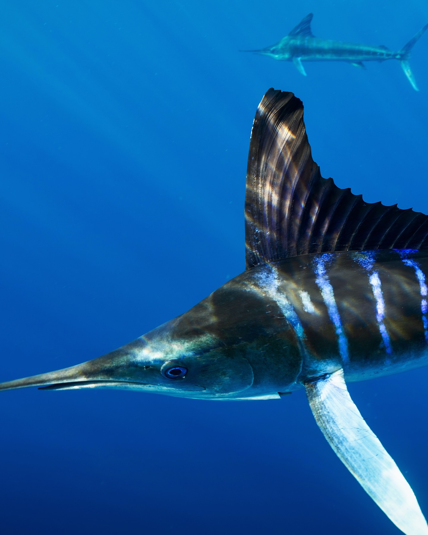 Baja is truly a wild place for marine life. From hundreds of striped marlin to humpback whales feeding in bait balls, the ocean here is pulsing with life.
The way different species feed together, cascading down the food chain, never fails to leave you in awe.
Our blue planet is truly remarkable—especially if you know where to look.
A lot of fun with @nomad_diving
#wildlife #oceans #pacific #pacificocean #nature #freediving #underwaterphotography