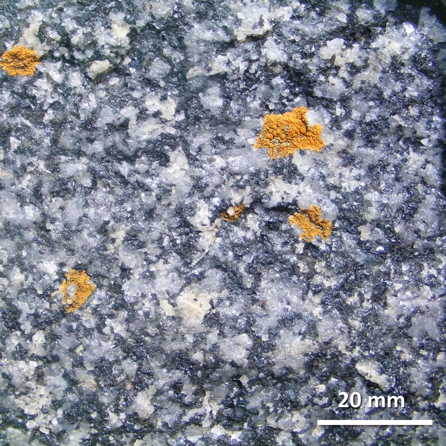 Massive quartz-tourmaline rock in the Land’s End Granite, at Porth Ledden near Cape Cornwall.
Massive quartz-tourmaline rock (MQT) contains <90% quartz + tourmaline. This can vary in individual bodies, and some show gradational changes to tourmaline granite.
They can have trace amounts of feldspar and mica, and may include accessory minerals apatite, zircon, monazite, rutile, ore minerals, and many more!
They occur as large mappable units, isolated pods and sheets and are spatially associated with tourmaline granites, typically with lobate contacts between them.
They range in grainsize. Some contain primary alkali feldspar phenocrysts that are variably pseudomorphed by quartz or tourmaline. Quartz can have zoned euhedral quartz overgrowths in places. Vugs (holes) are common. They often contain pods of 100% tourmaline or quartz.
The main question with this rock’s formation is did if form from a super-evolved melt or from hydrothermal processes.
The nature of MQT towards the apical parts of intrusions may suggest both. Mineralogical and textural evidence leads me to believe it is predominantly hydrothermal.
Amalgamation of volatiles towards the roof of an intrusion causes the selective dissolution and replacement of minerals by hydrothermal alteration within a crystal mush.
Not enough space to explain in full, but you can find more detailed data and discussion in published papers on this rock type. Head over to Google Scholar for a search. There is also a virtual microscope of this MQT’s cousin up at Roche Rock!
Regardless of the complicated science, it is a beautiful rock and definitely one of my favourites.
#granite #landsendgranite #penwith #cornwall #cornwallcoast #cornishcoast #walkingcornwall #explorecornwall #lovecornwall #cornwallgeology #cornishgeology #geology #geologyrocks #geolife #geologist #geologistsofinstagram #learninggeology #geoadventure #exploregeology #geologicalwonders #amazingcornwall #geologylife #geologyfieldtrip #minerals #capecornwall #tourmaline #quartz #porthledden #kenidjack #geoscience