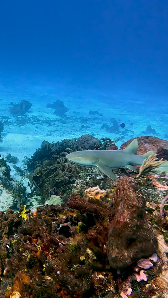Good morning from Santa Rosa reef 🔥🤿🦈
#AldoraDivers #Cozumel #scubadiving #padi