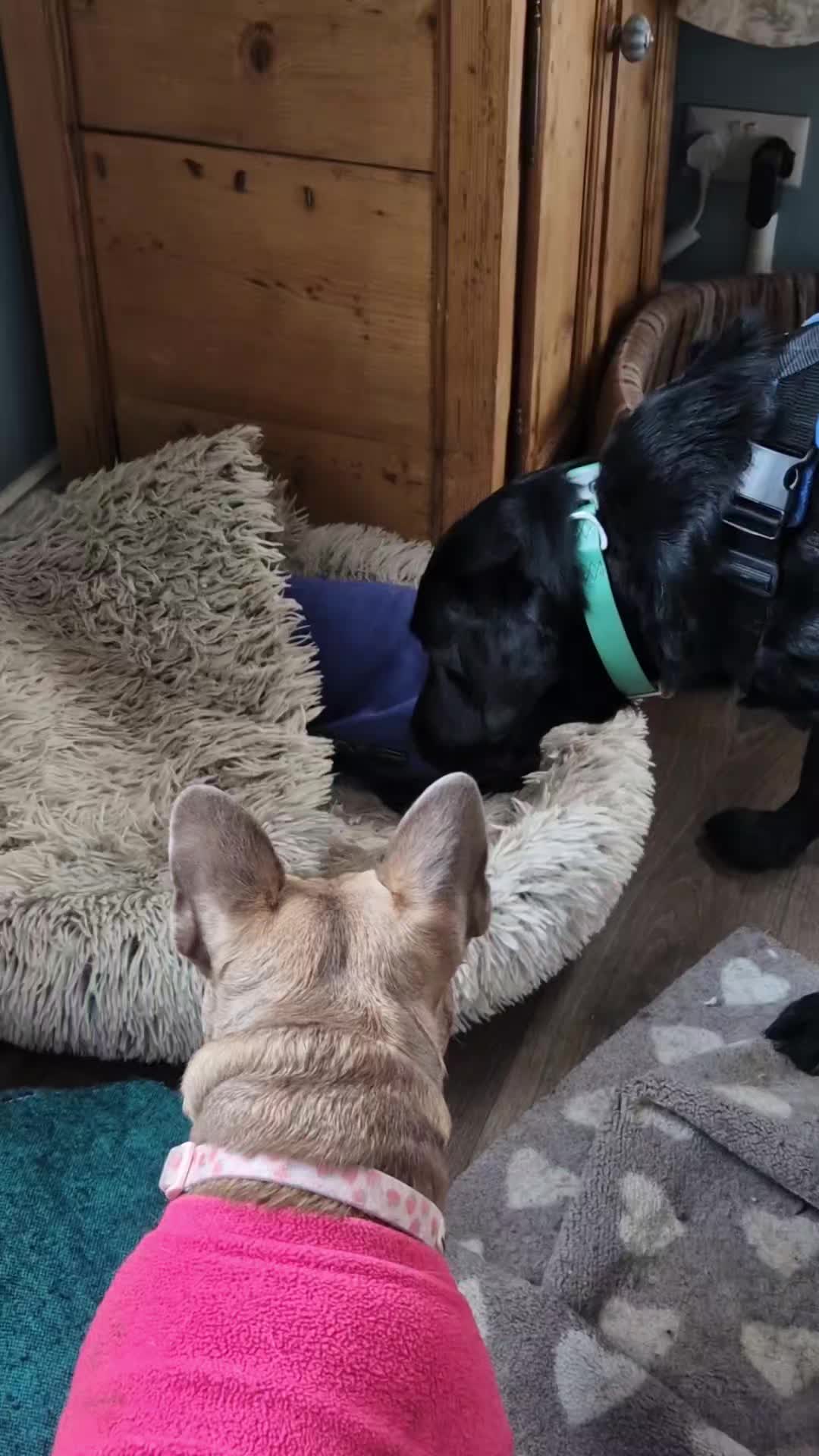 Funny old chap! ๐คญ
He's sporting his new denim blue polo neck coat from Equafleece ๐๐ผ๐๐