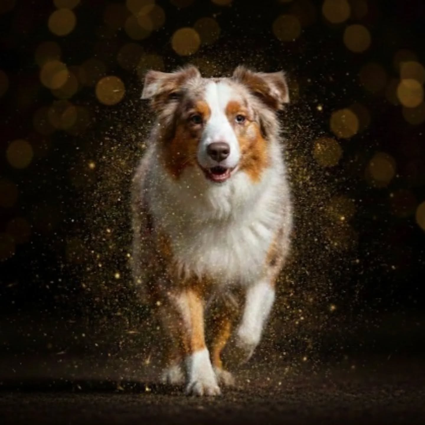 Willkommen im neuen Jahr ✨
Wir wünschen euch ein frohes neues Jahr
mit Gesundheit, Zuversicht und vielen schönen Momenten.
Zeit für euch, für neue Wege
und für all das, was euch und eure Hunde glücklich macht. 🐾
Wir freuen uns auf ein gemeinsames Jahr mit euch.
#neujahrsgrüße #2026 #neujahrswünsche
#wunschleinen