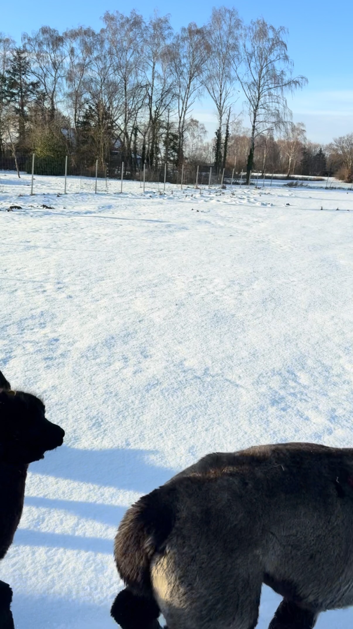 Nimm dir eine kurze Auszeit….genieße die Ruhe…beobachte das Geschehen und fühle die Freude über diesen wunderschönen Winter! #reinholdalpaka #winterwonderland❄️⛄️ #socute #alpacalove