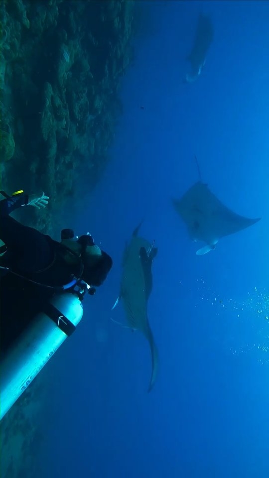 When Oceanic Mantas dance above you, time dissolves into pure wonder...
Dive the Maldives with us and witness magic beneath the surface