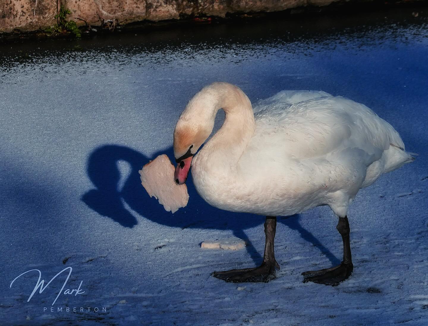 “Ice and a Slice “ takes on a different meaning #bbc_midlands #swansofinstagram #visitcoventry #icycanal