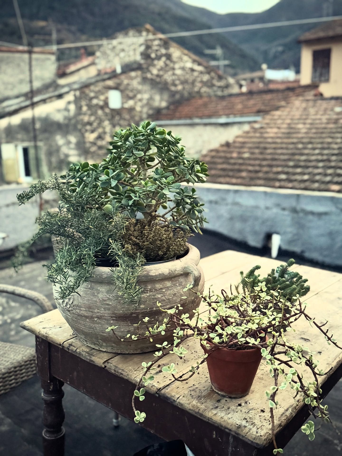 Ett liiitet steg närmare en frodig och grönare terrass.
Planterade igår kväll 2 sorters crassula, rosmarin och timjan med hopp om att de skall klara sig här utan omsorg. Måhända att de två sistnämnda kan bli törstiga..
Små skott av en kaktus råkade hamna i fickan på vår vandring..😁så de krukade jag.
Agaven har vi tagit med från Sverige och har klarat sig fint!
Nu får de stå här i hörnet och bara försöka överleva.
Här är kallt, men det blir inga minusgrader.
Det gäller att studera omgivningen, vad är det som växer och trivs? Man får tänka på växtens ”ståndort”, dvs, hur har den det i sitt naturliga liv.
#crassulaceae #medelhavsväxter #kaktus #fetbladsväxt #italienvibes