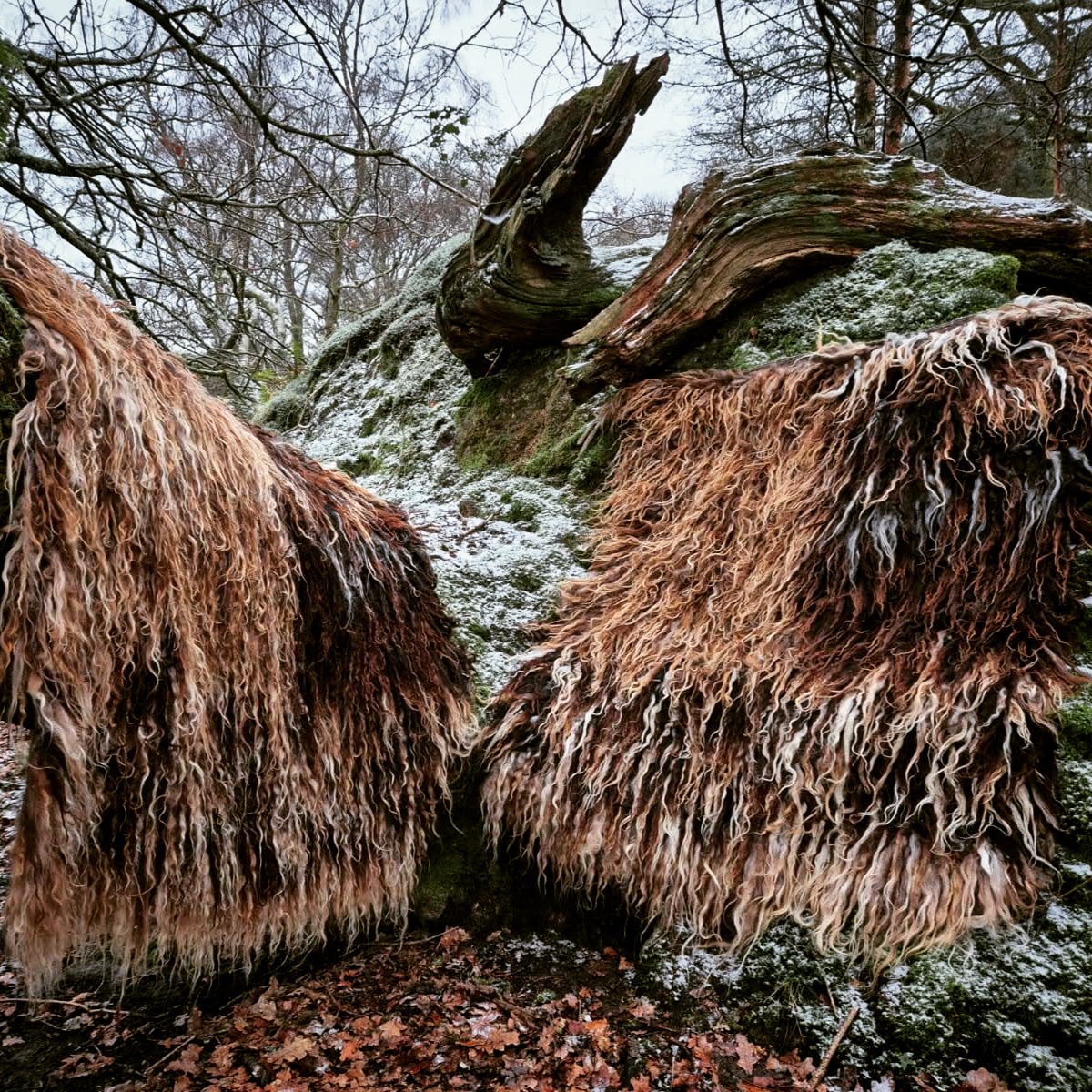 No, you're not seeing double! That's another matching vararfeldr finished for my three-piece commission. We took advantage of a scattering of snow to take these beauties up the hill for a photoshoot. Don't they look just the part amongst tangled roots and mossy ridges?
#weaver #handwoven #vikingweaving #vikingcloak #vararfeldr #vikingreenactment #vikingcraft #heritagecraft
