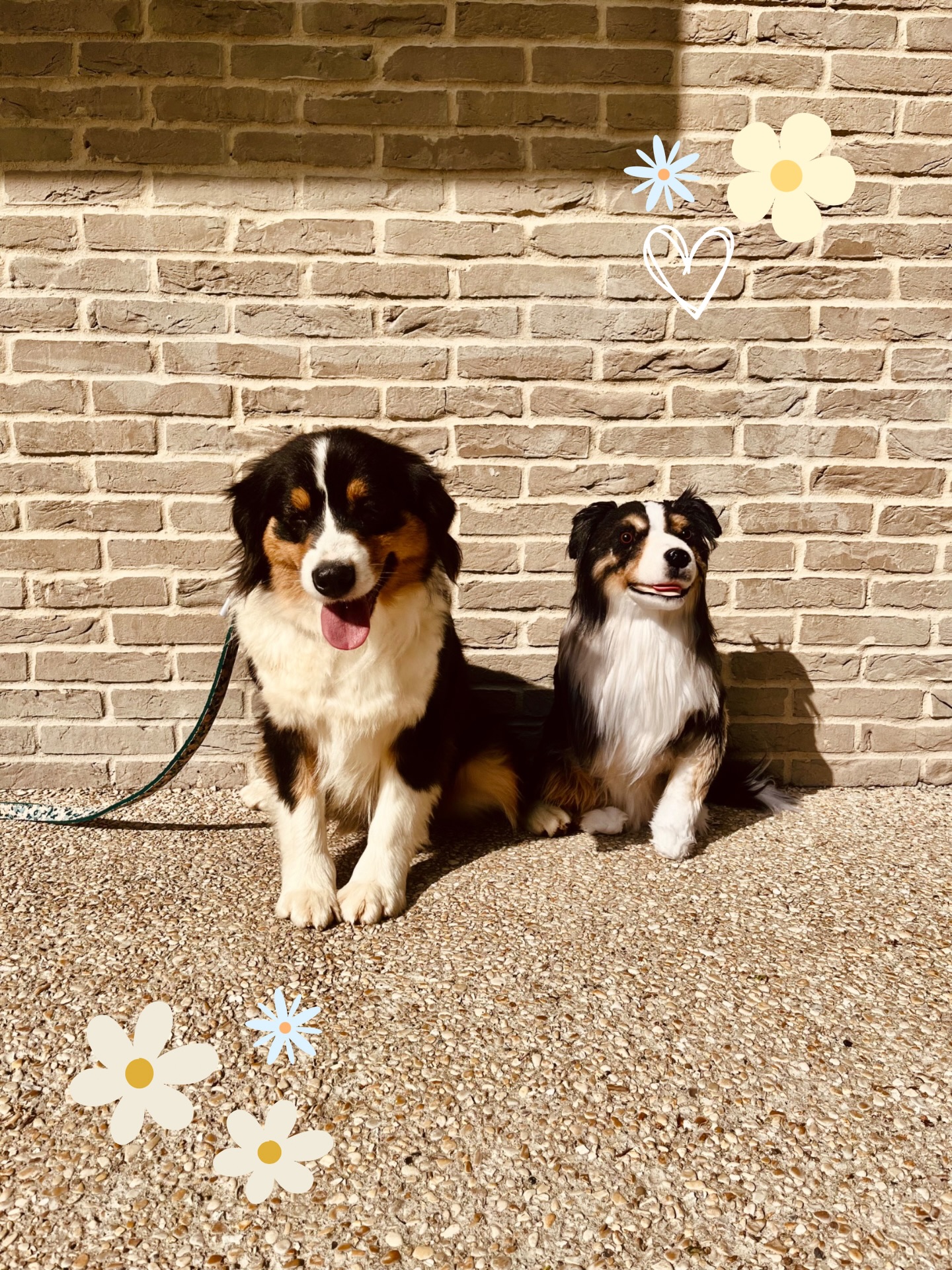 Aujourd’hui, c’est l’anniversaire de ma Athéna ✨
5 ans déjà 🥹
Athéna, c’est bien plus qu’une maman chien.
C’est la best maman.
La maman de Paddy.
C’est celle sans qui je n’aurais jamais pu continuer l’histoire de Nono, sans qui une partie de lui ne serait pas encore là aujourd’hui. Et rien que pour ça, je lui dois énormément.
Athéna m’a donné bien plus que ce que j’aurais pu imaginer. Elle donne sans compter, chaque jour, avec une douceur et une gentillesse infinies. Elle est toujours reconnaissante, toujours dans l’amour…
Merci Athéna pour tout ce que tu es, pour tout ce que tu donnes, pour ce que tu as permis. Merci d’être cette chienne si douce et si précieuse 🤍
5 ans d’amour, et j’espère encore tellement d’années à tes côtés ✨
Joyeux anniversaire ma Athé ❤️🔥
#anniversairedechien #anniversary #dogofinstagram #lovetolove #doglovers